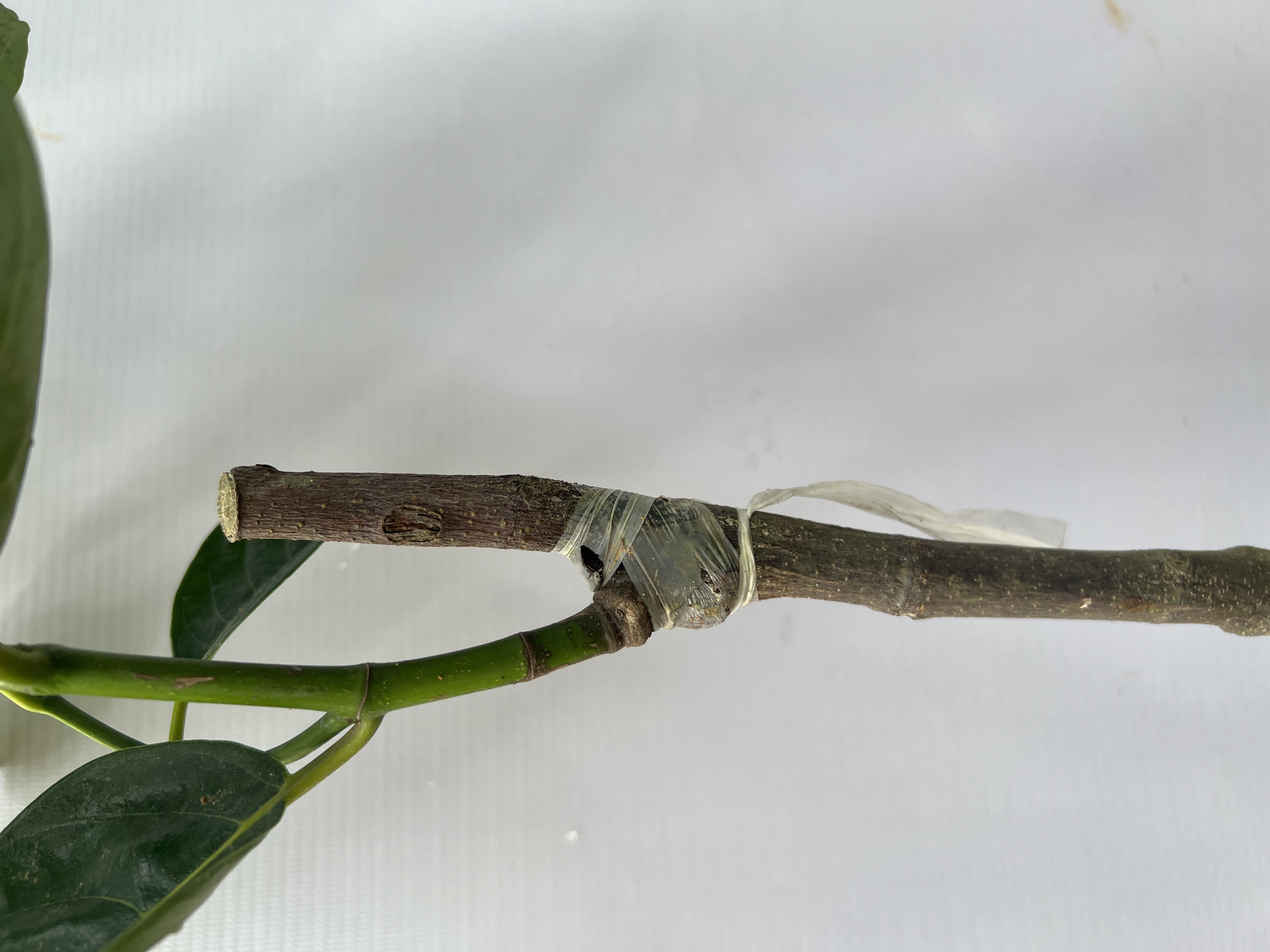 [SIÊU SALE] Mít Indo ruột đỏ sơ vàng cao 40-55cm PT38 CALATA_thumbnail_2