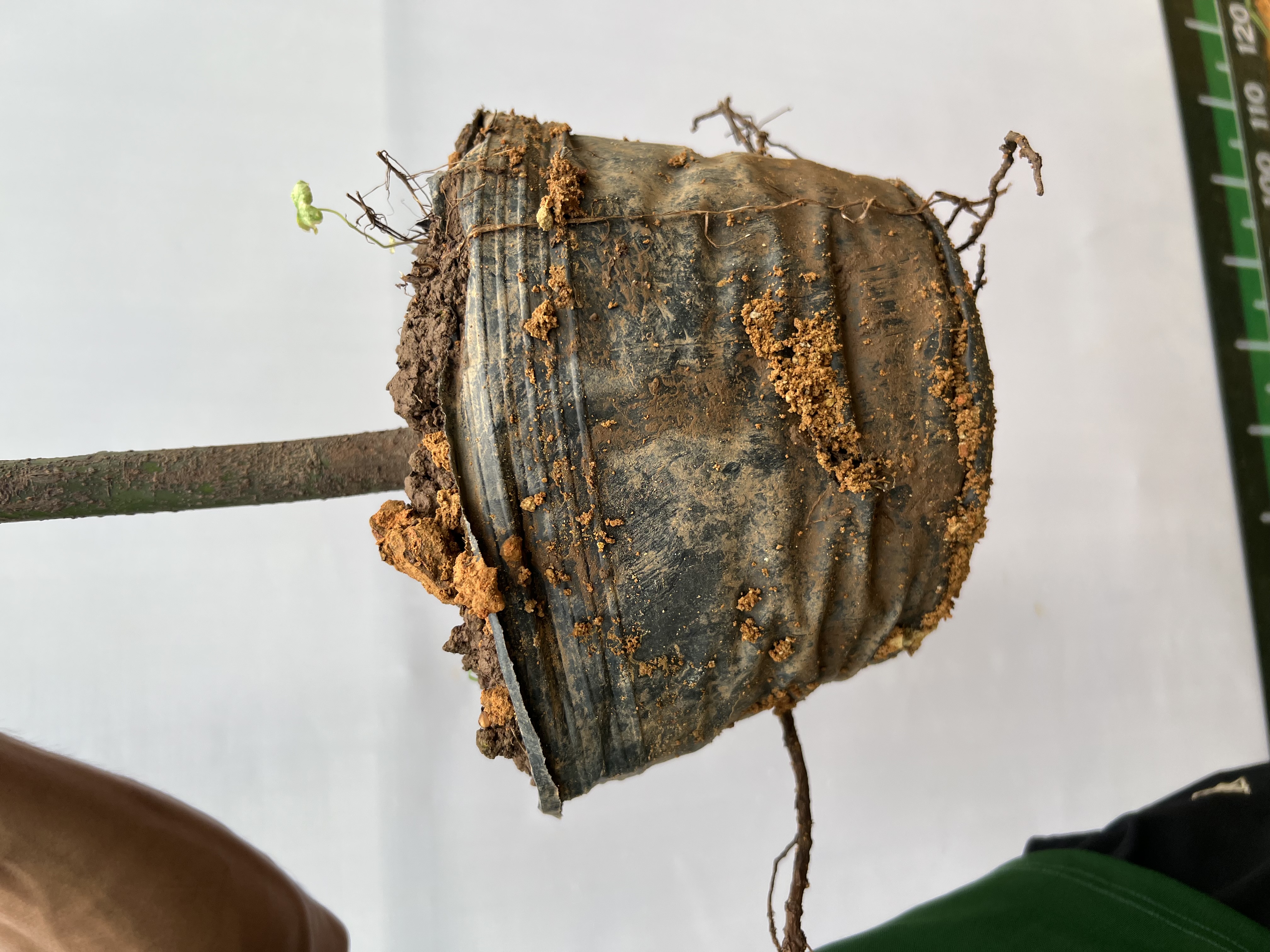 Bơ 034 cao 1-1.2m PT173 CALATA_thumbnail_8