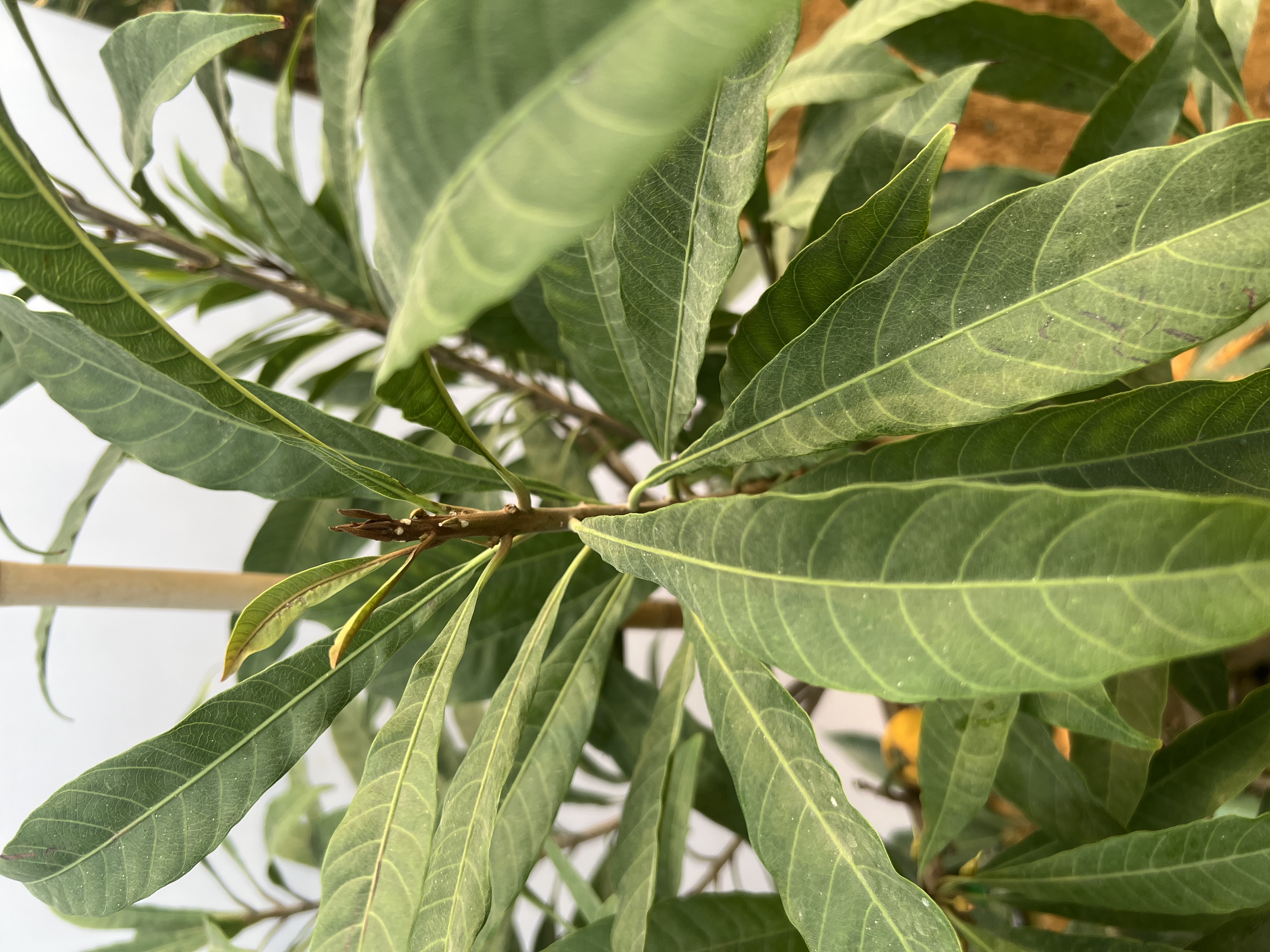 Trứng gà tứ quý cao 1.5-1.7m PT167 CALATA_thumbnail_5