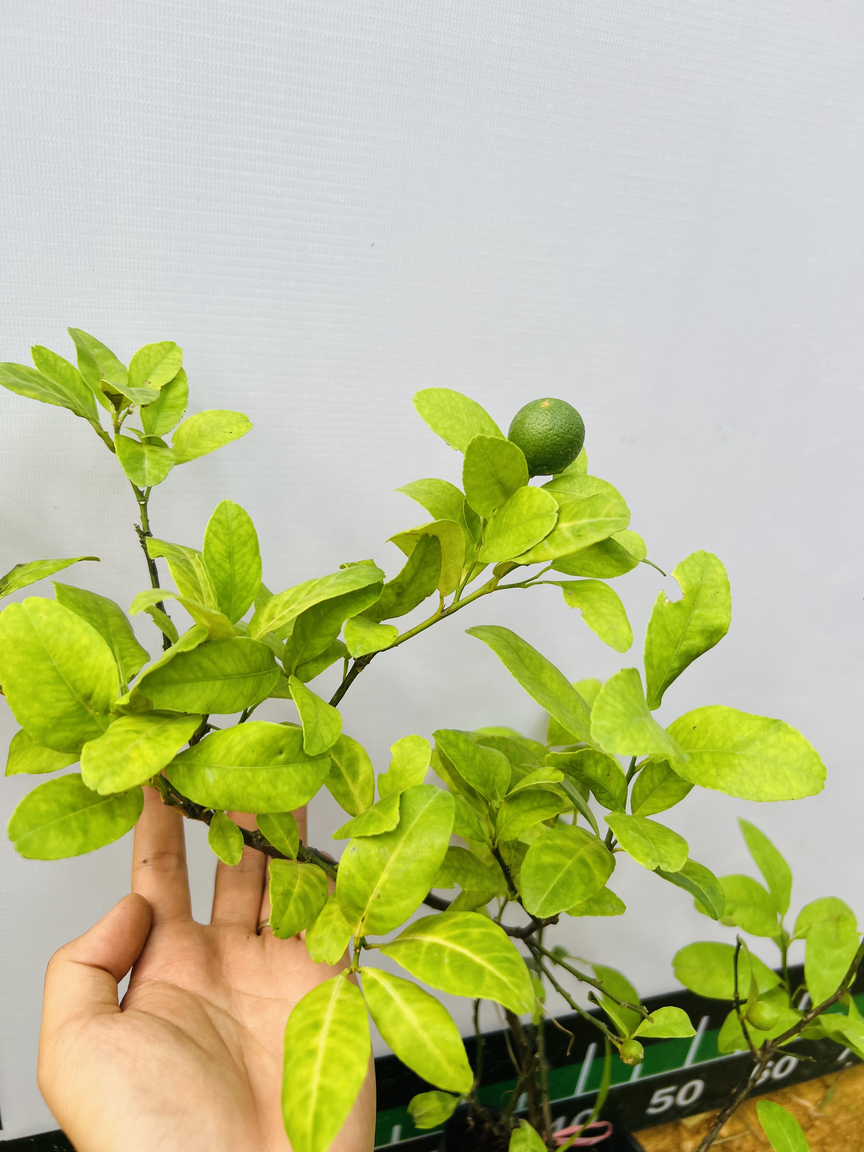 Chanh tứ quý cao 70-80cm PT20 CALATA_thumbnail_3