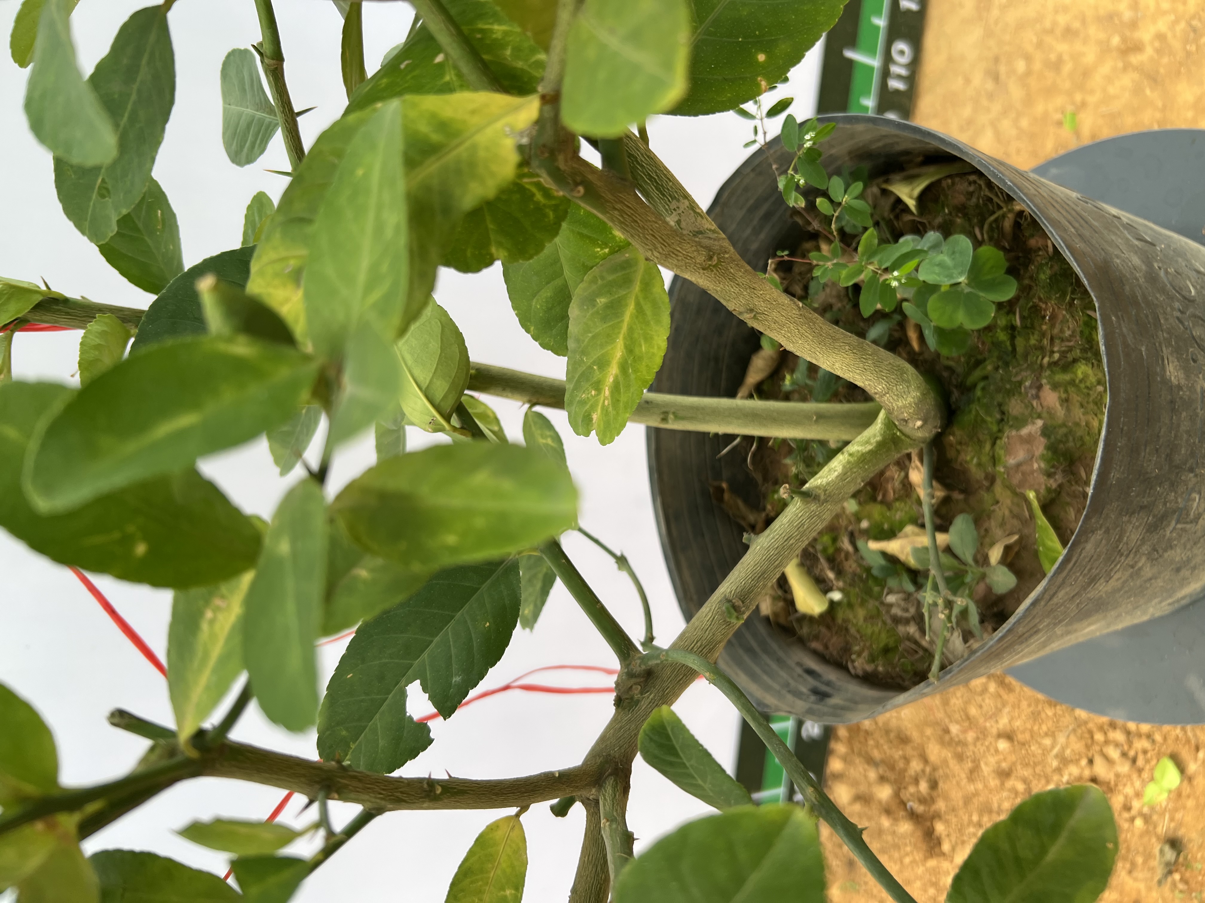 [SIÊU SALE] Chanh vàng mỹ 55-65cm PT146 CALATA_thumbnail_4