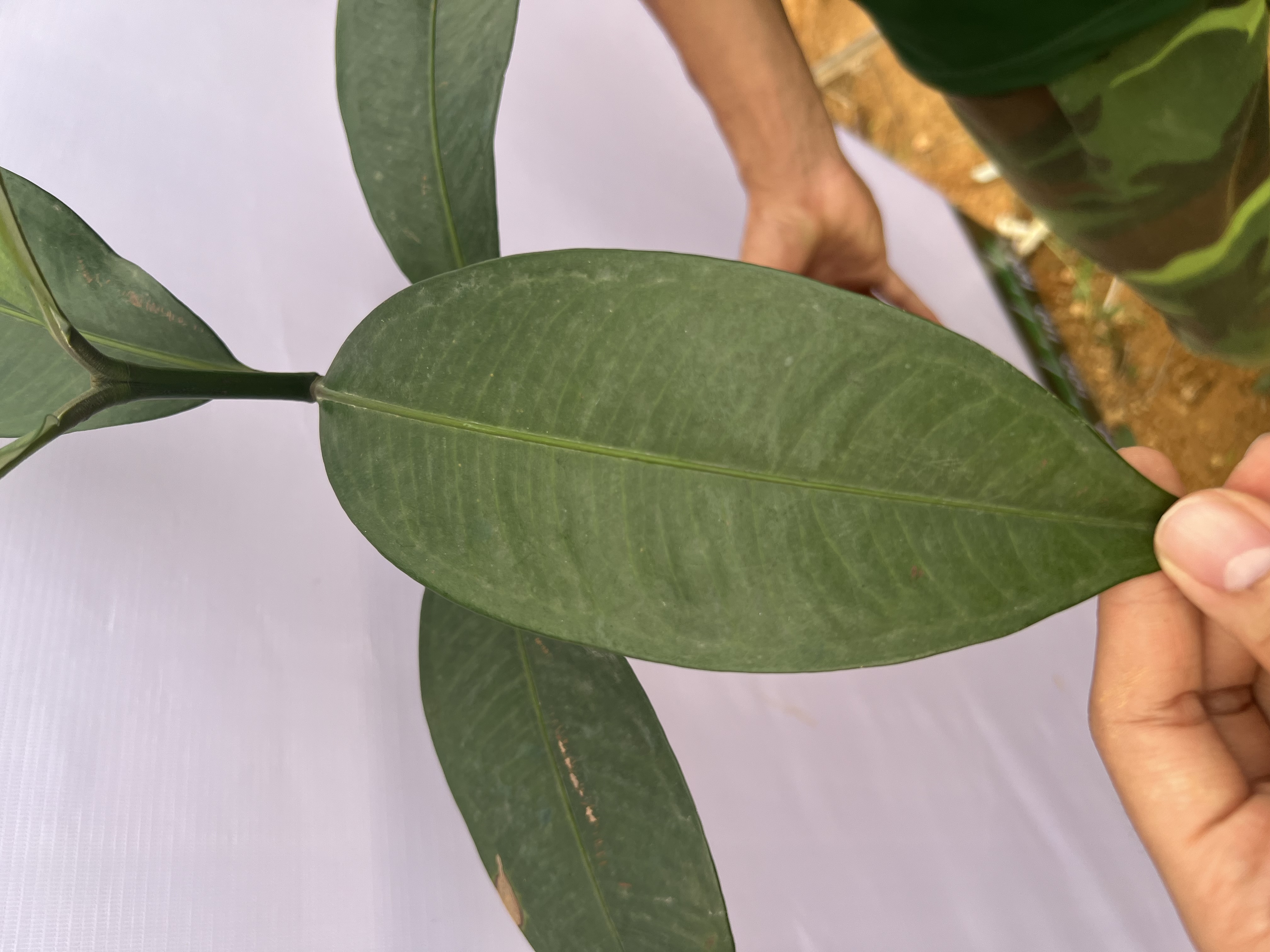 [THANH LÝ] Măng cụt cao 50-60cm PT86 CALATA_thumbnail_5