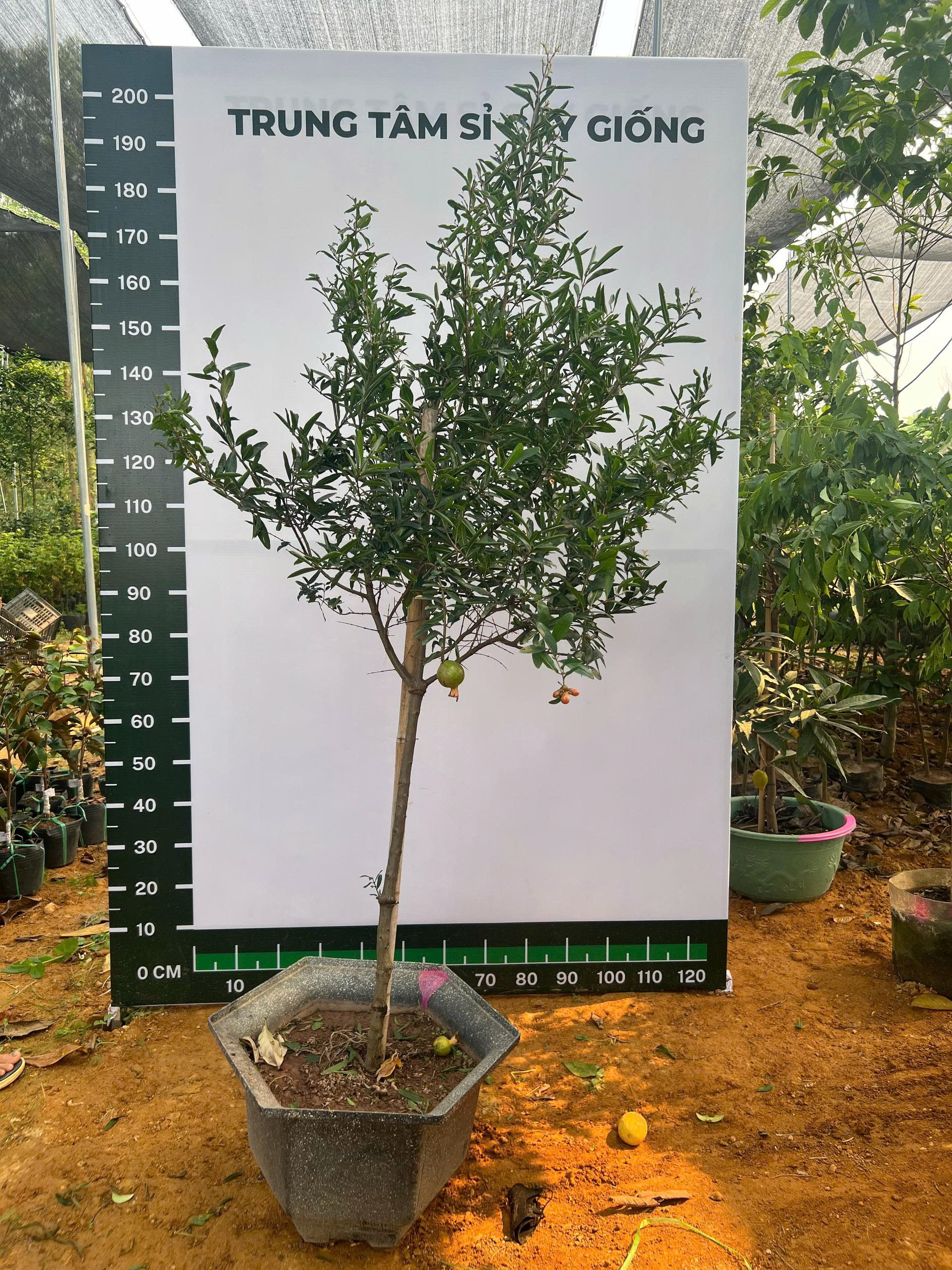 Lựu cao 2-2.2m PT170 CALATA