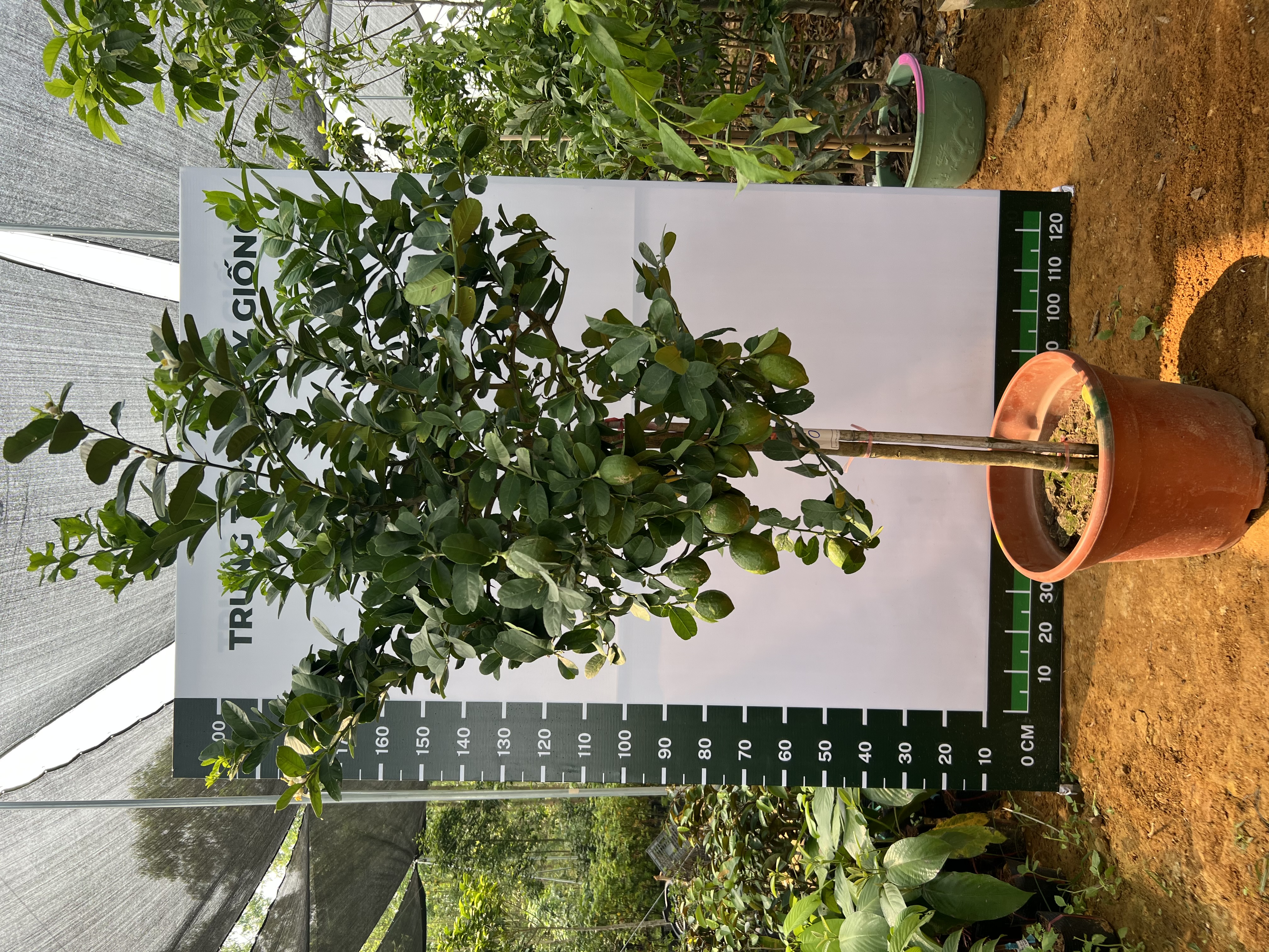 Chanh vàng mỹ cao 2-2.5m PT166 CALATA