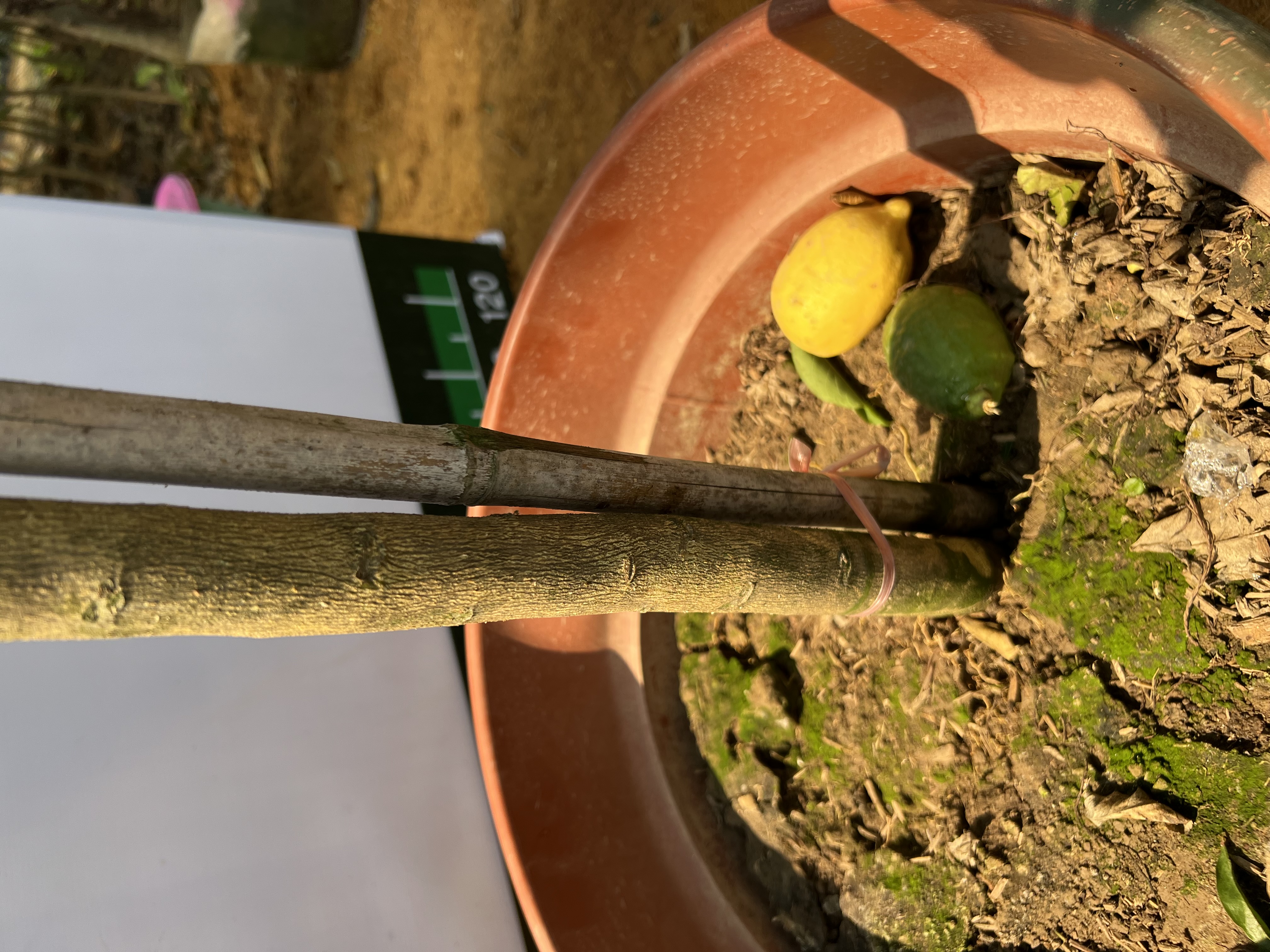 Chanh vàng mỹ cao 2-2.5m PT166 CALATA_thumbnail_8