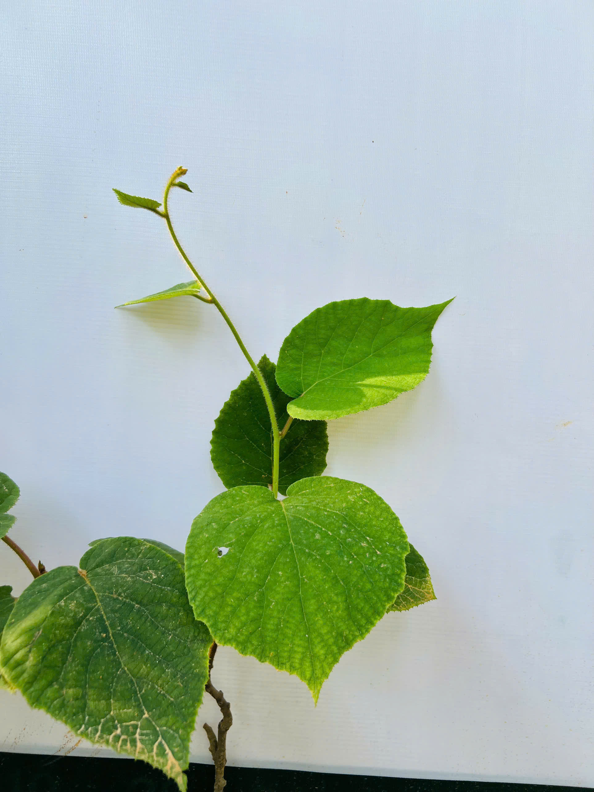 Kiwi cao 30-40cm PT84 CALATA_thumbnail_2