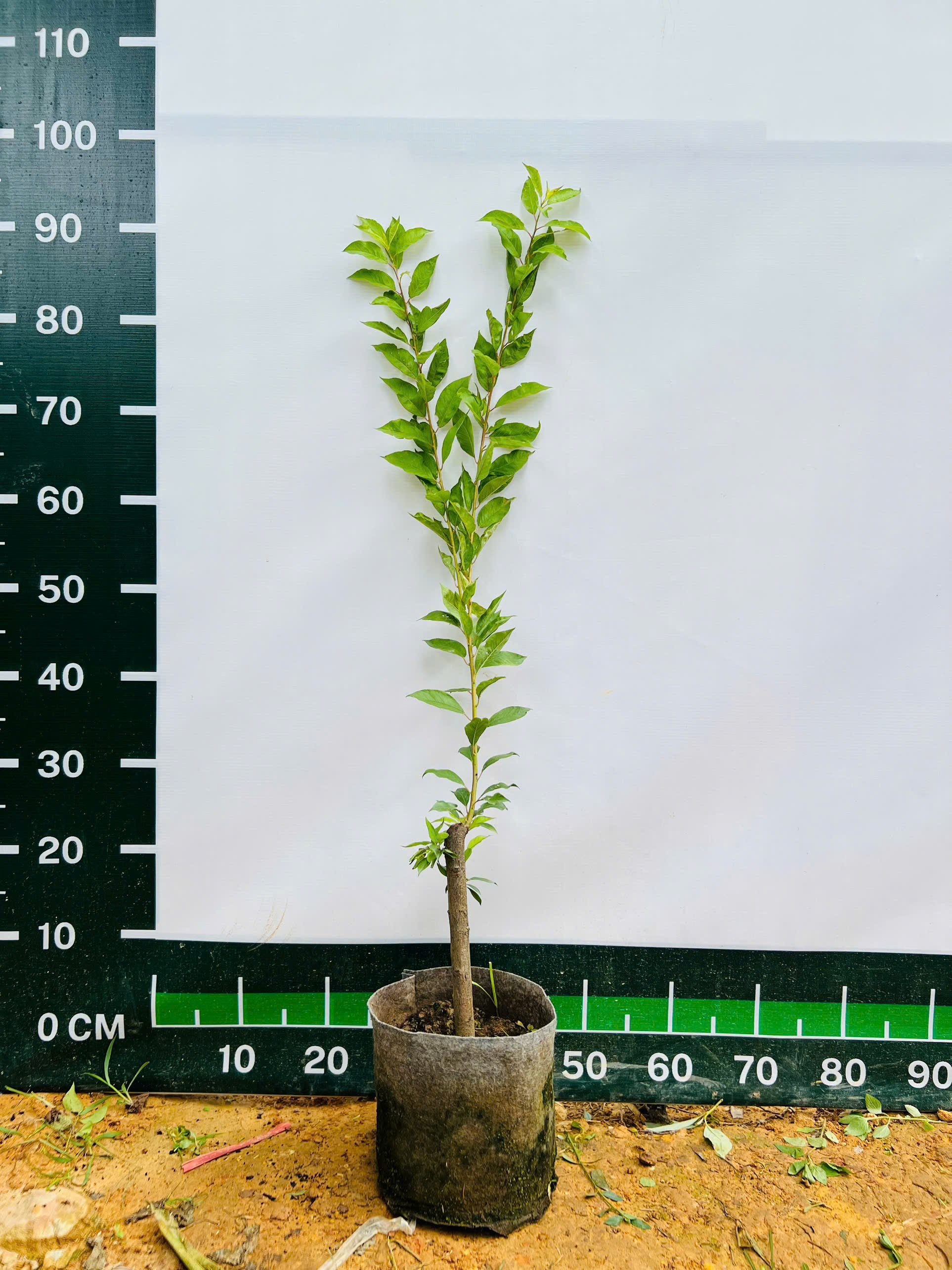 Mận hậu cao 60-70cm PT220 CALATA