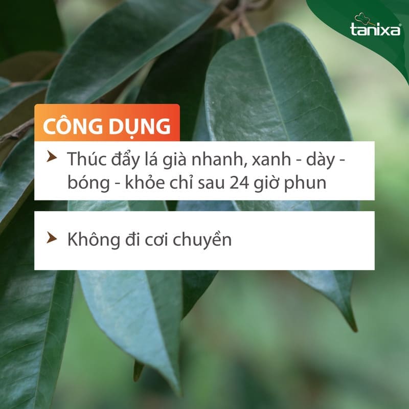 Bộ già lá Tanixa_thumbnail_3