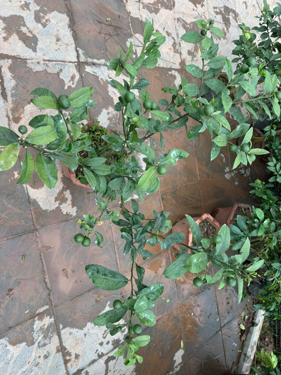 [THANH LÝ] Chanh tứ quý thoát thân cao 60-70cm PT190 CALATA
