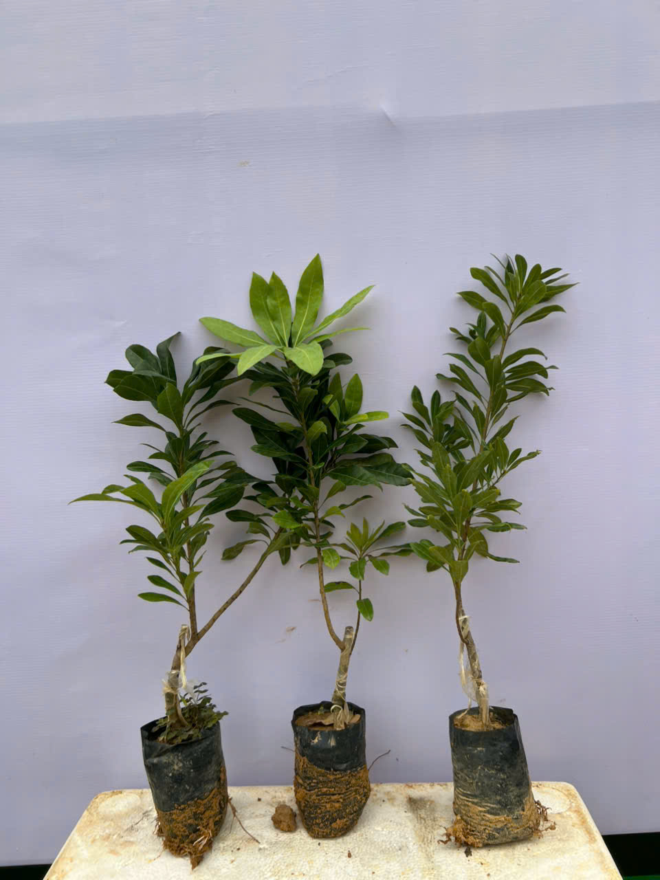 Thanh mai cao 50-60cm PT99 CALATA