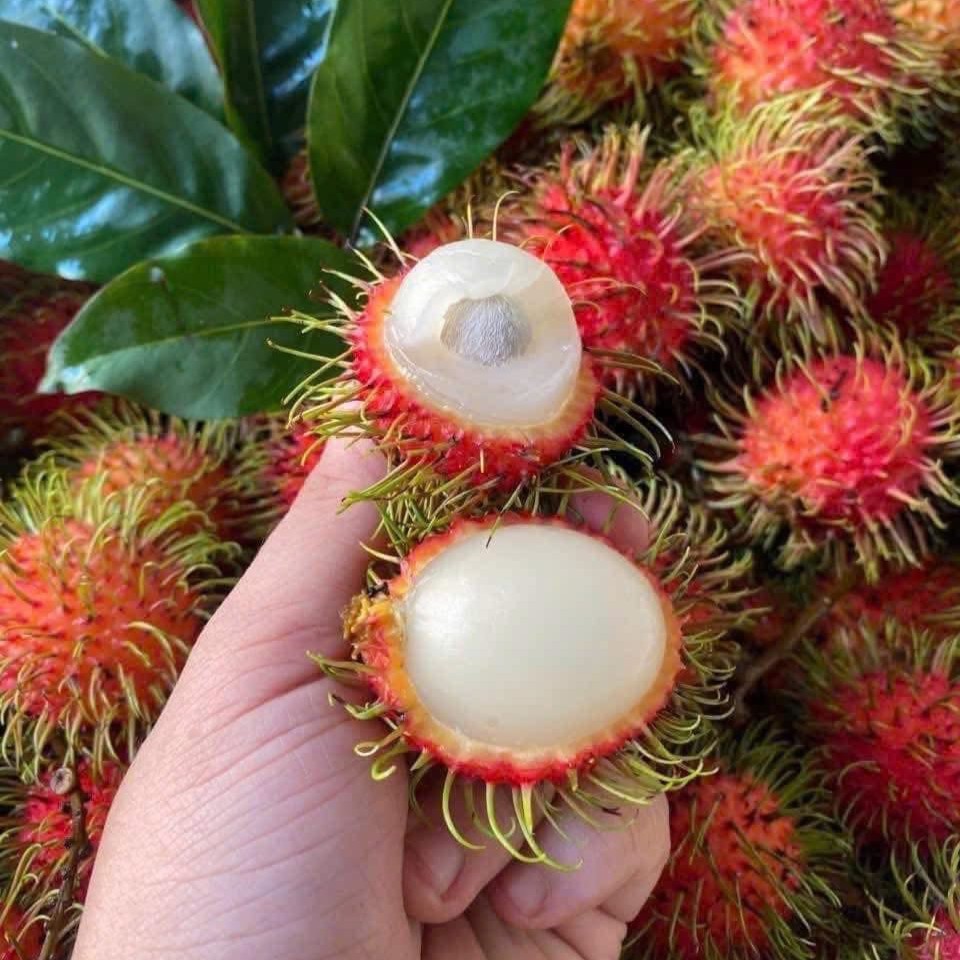 Chôm Chôm Tươi - Trái Cây Nhiệt Đới Ngọt Thanh, Mọng Nước