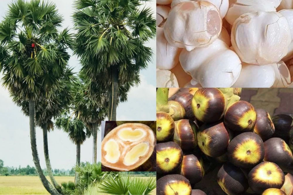 Thốt nốt đi Mỹ
