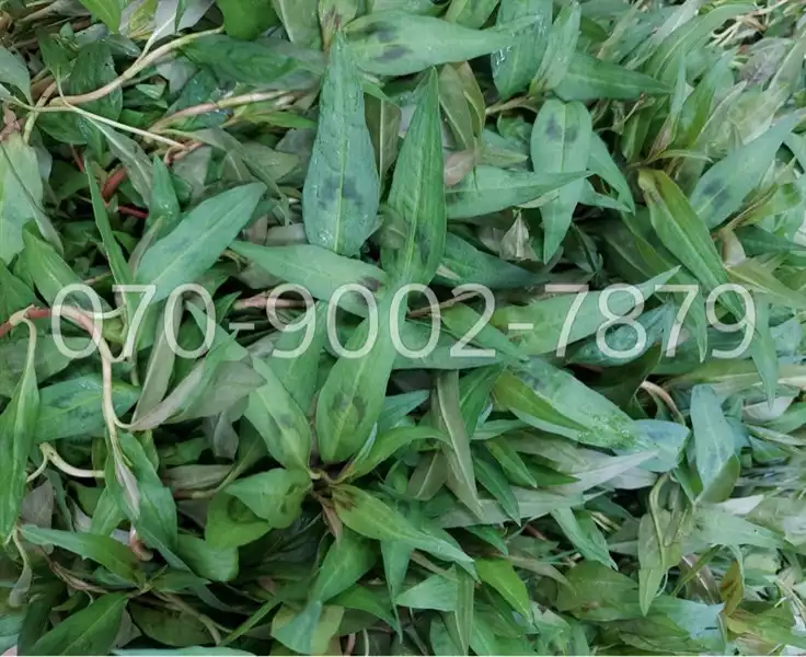 Rau răm | 50g | Thefoods