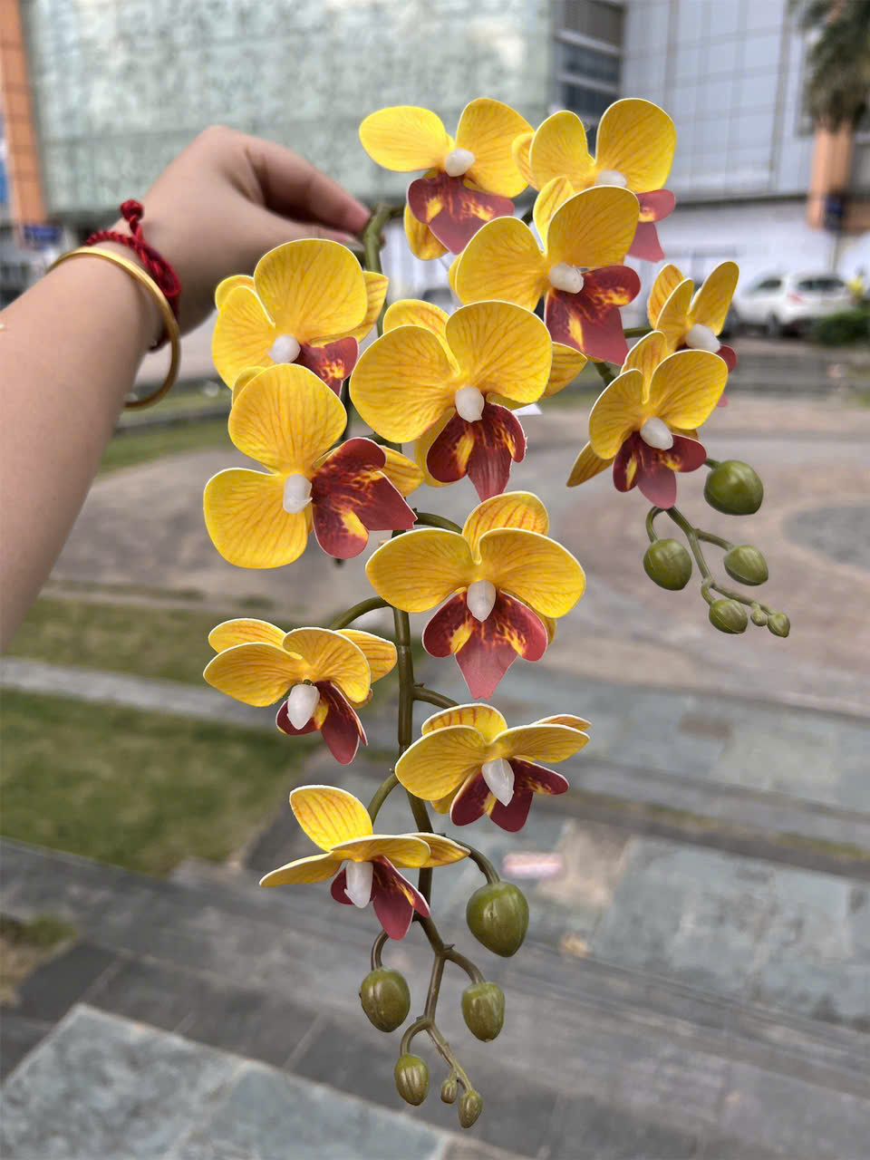 TIỂU HỒ ĐIỆP 12B 24K_thumbnail_2