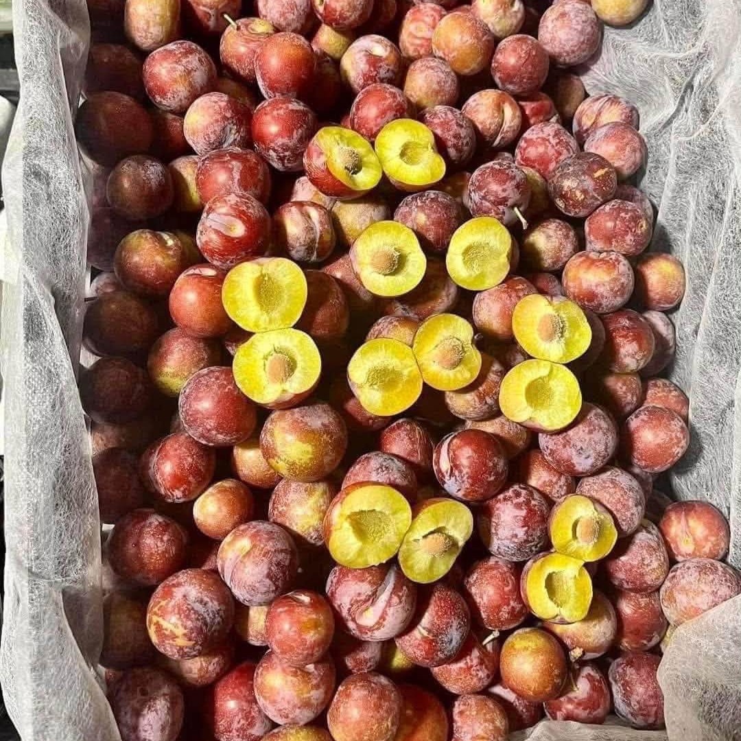 Mận Róc Hạt_thumbnail_2