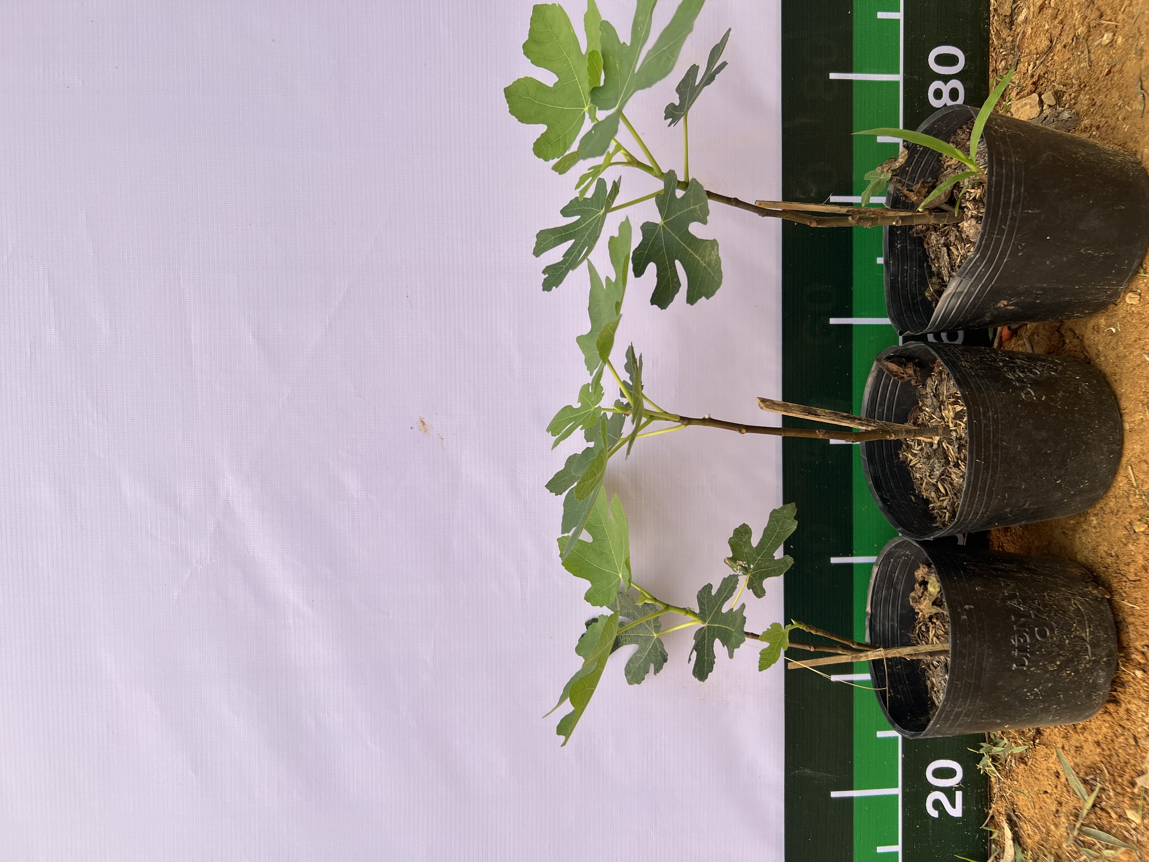 [SIÊU SALE] Sung Mỹ tím cao 20-30cm PT27 CALATA_thumbnail_9