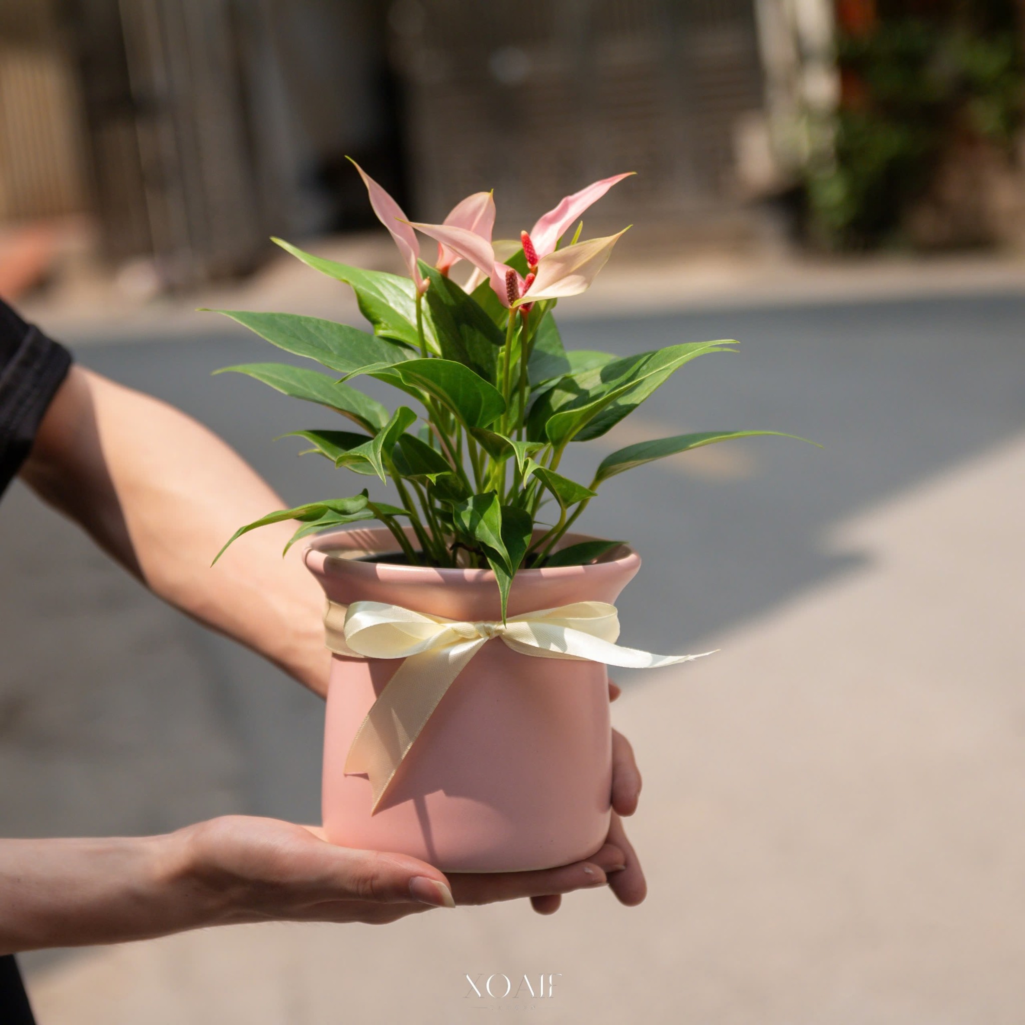SET QUÀ TẶNG CÂY HỒNG MÔN_thumbnail_0