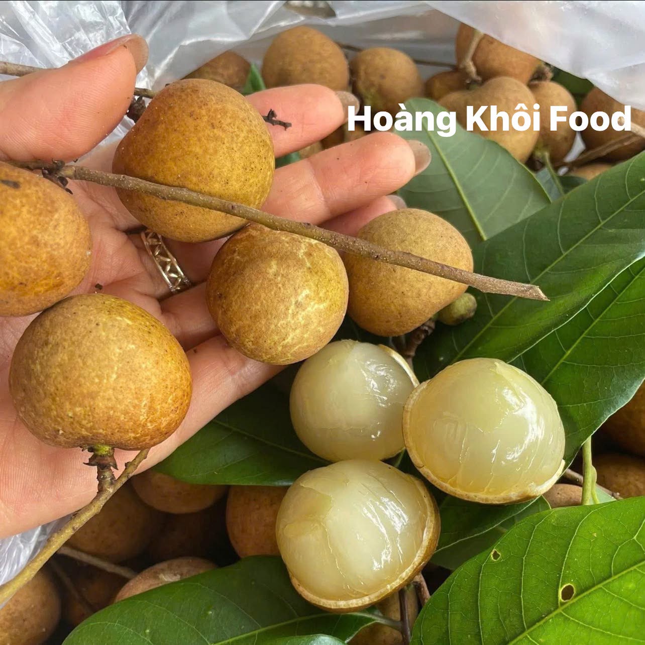 Nhãn Bắp Cải_thumbnail_4