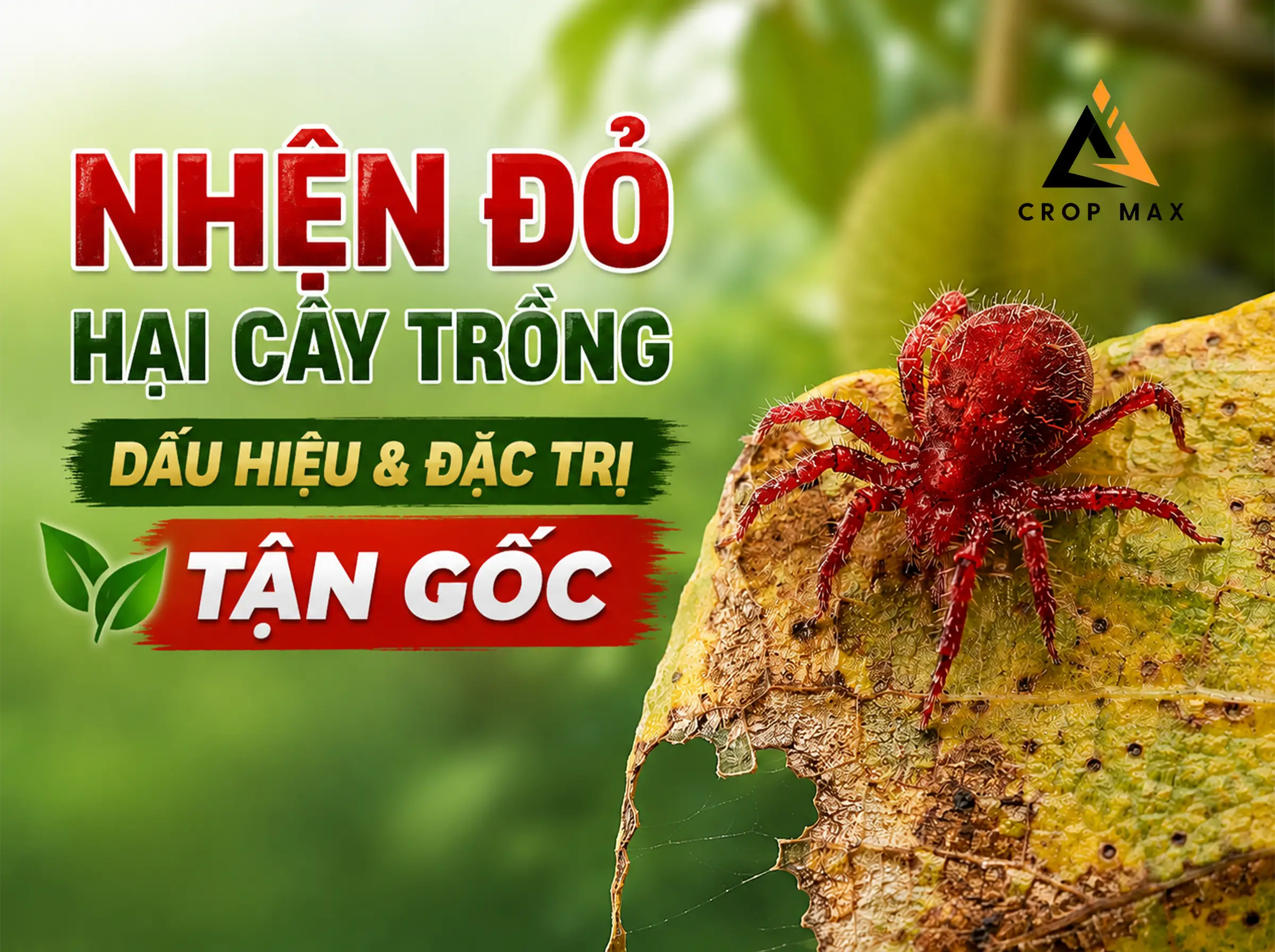 Nhện Đỏ Hại Cây Trồng: Dấu Hiệu & Đặc Trị Tận Gốc