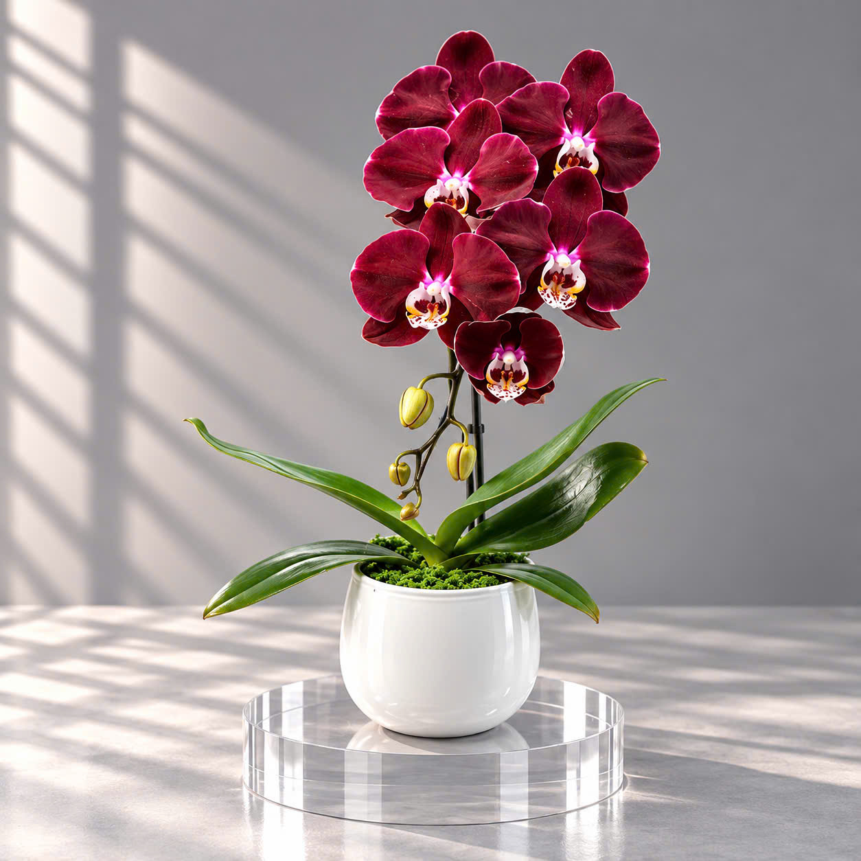 ❤️Chậu 1 Cây Lan Hồ Điệp Đỏ Ngọc Trai – Biểu Tượng Của May Mắn Và Thành Công