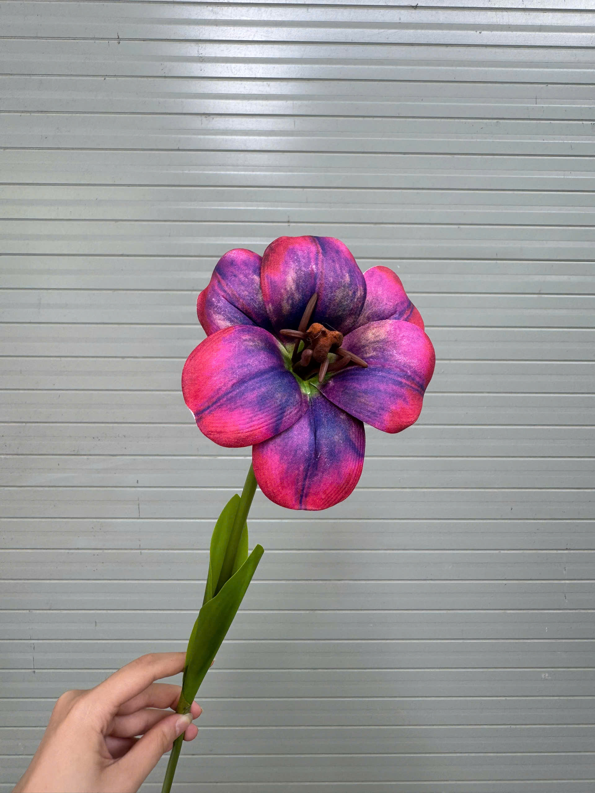 TULIP NỞ 17K_thumbnail_11