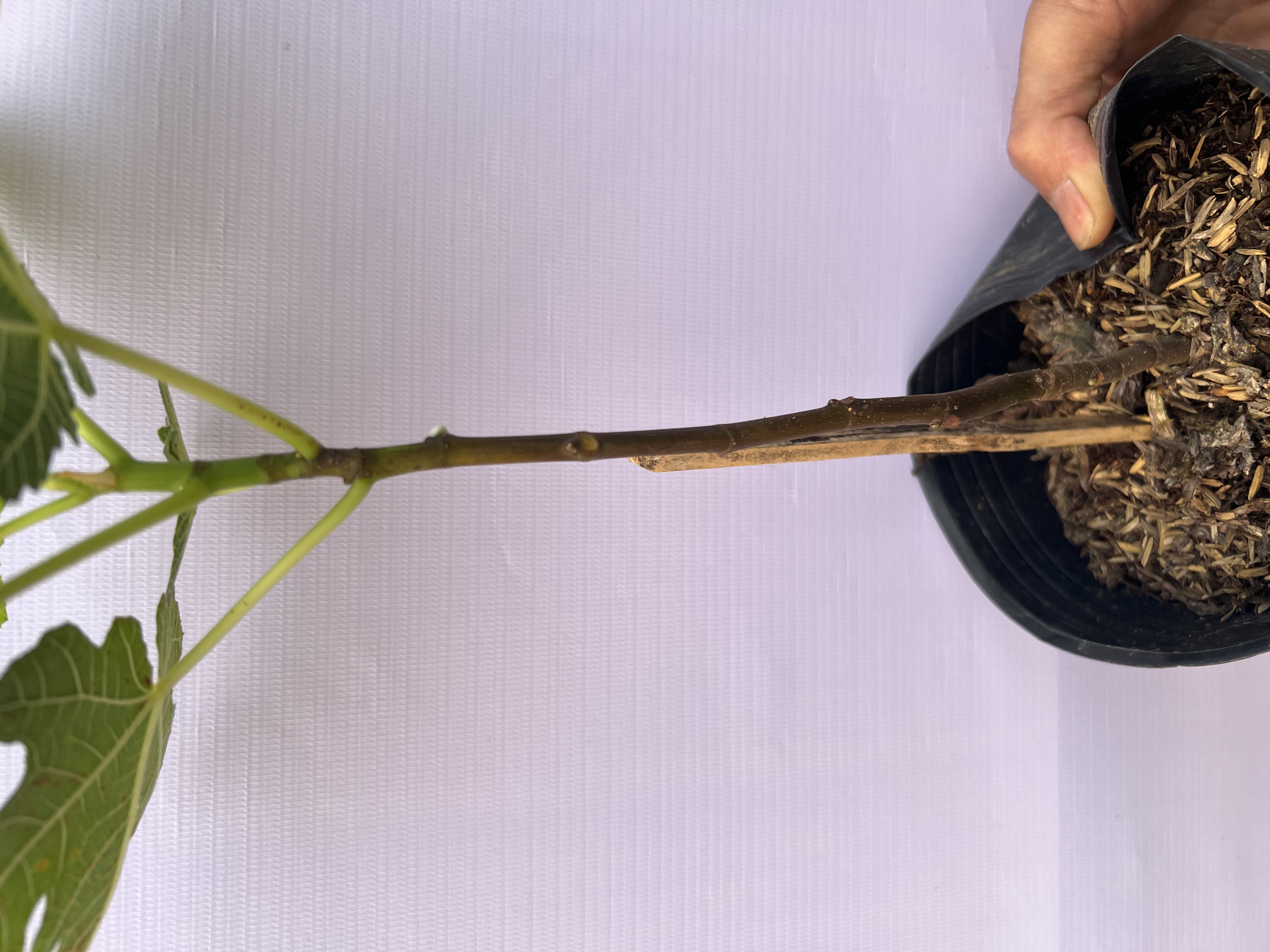 [SIÊU SALE] Sung Mỹ tím cao 20-30cm PT27 CALATA_thumbnail_4