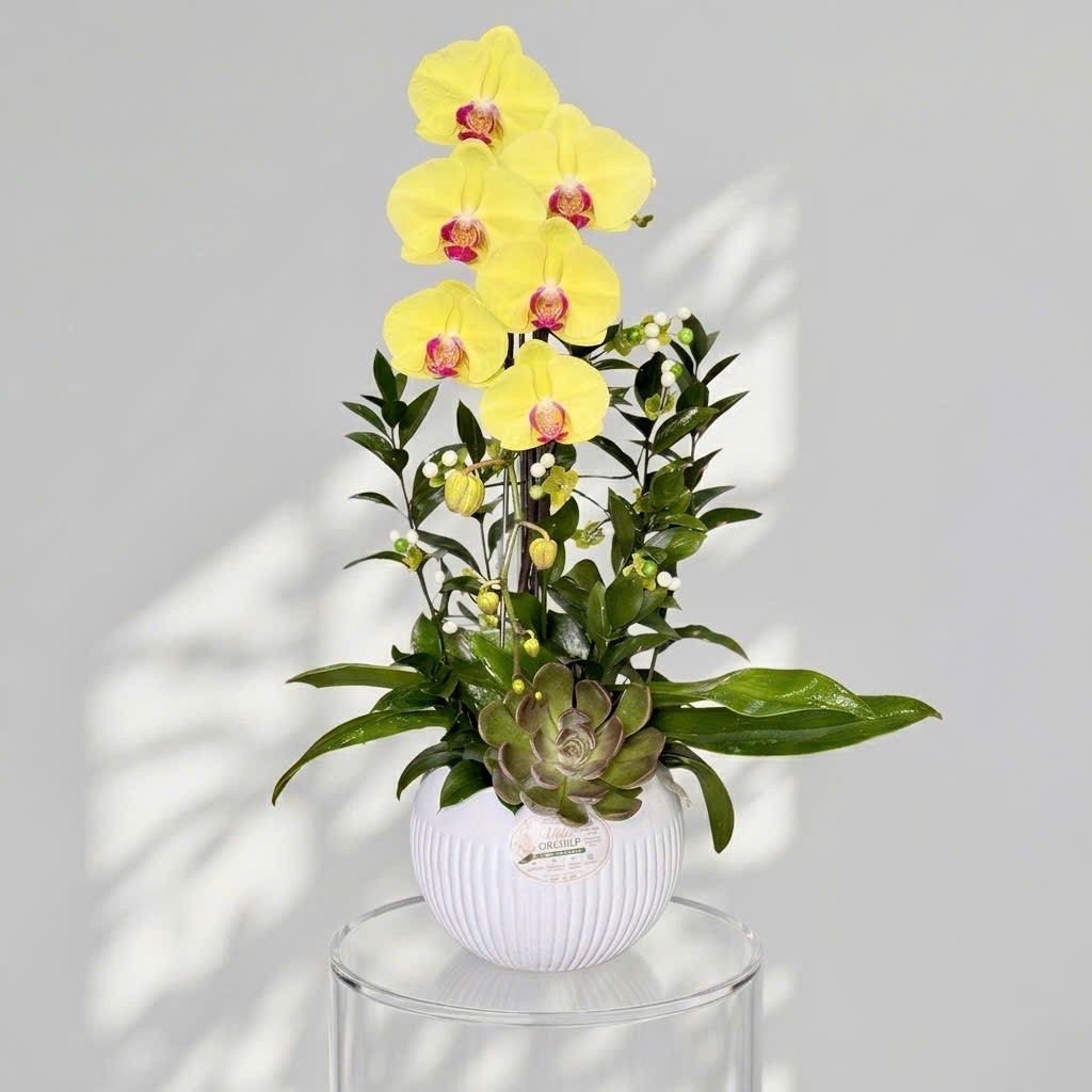 🌼 Chậu Lan Hồ Điệp Tươi 1 Cành Vàng – Nhỏ Gọn, Sang Trọng Và Tràn Đầy May Mắn