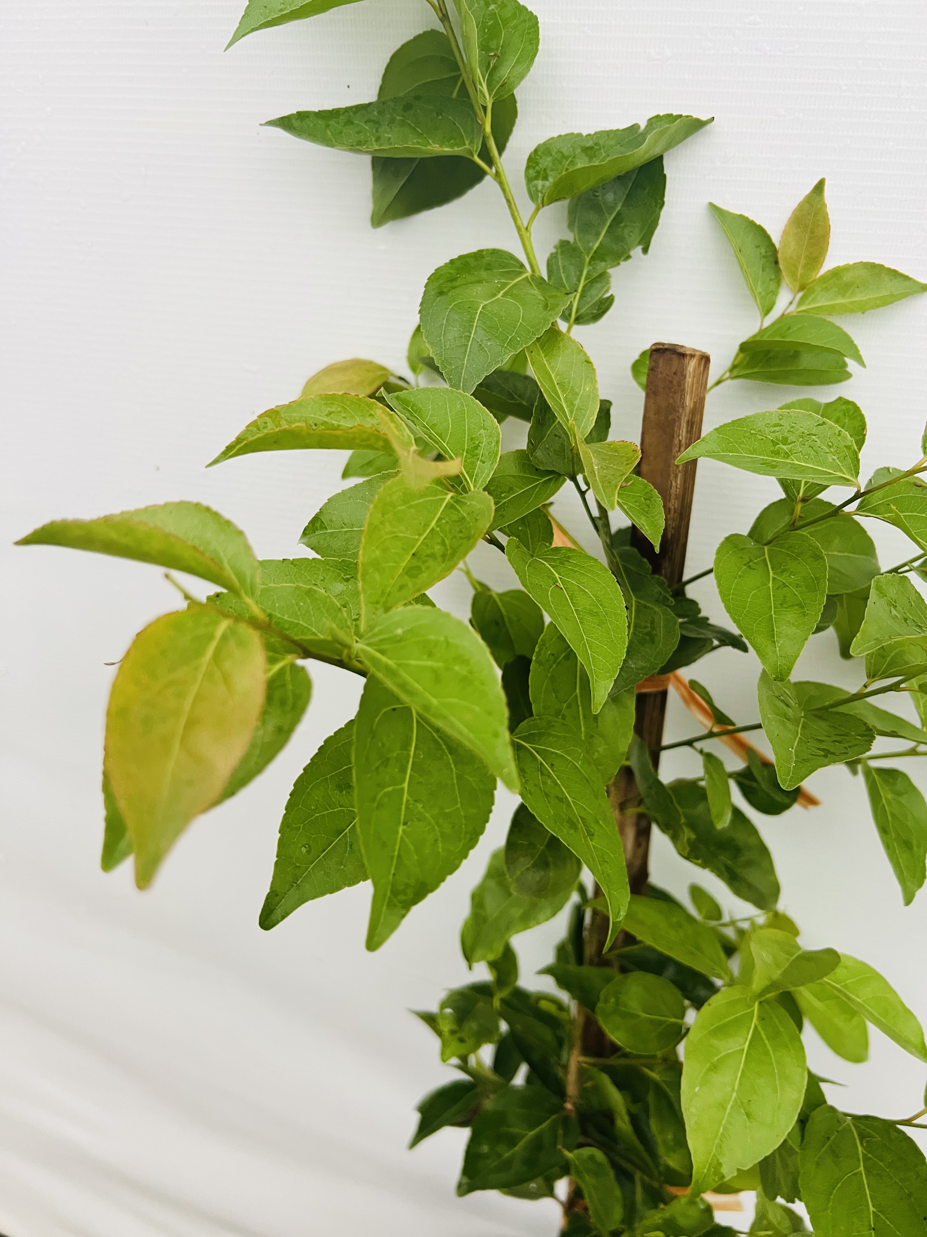 Hồng quân đài loan ghép chui cành cao 50-60cm HQDL02 CALATA_thumbnail_4