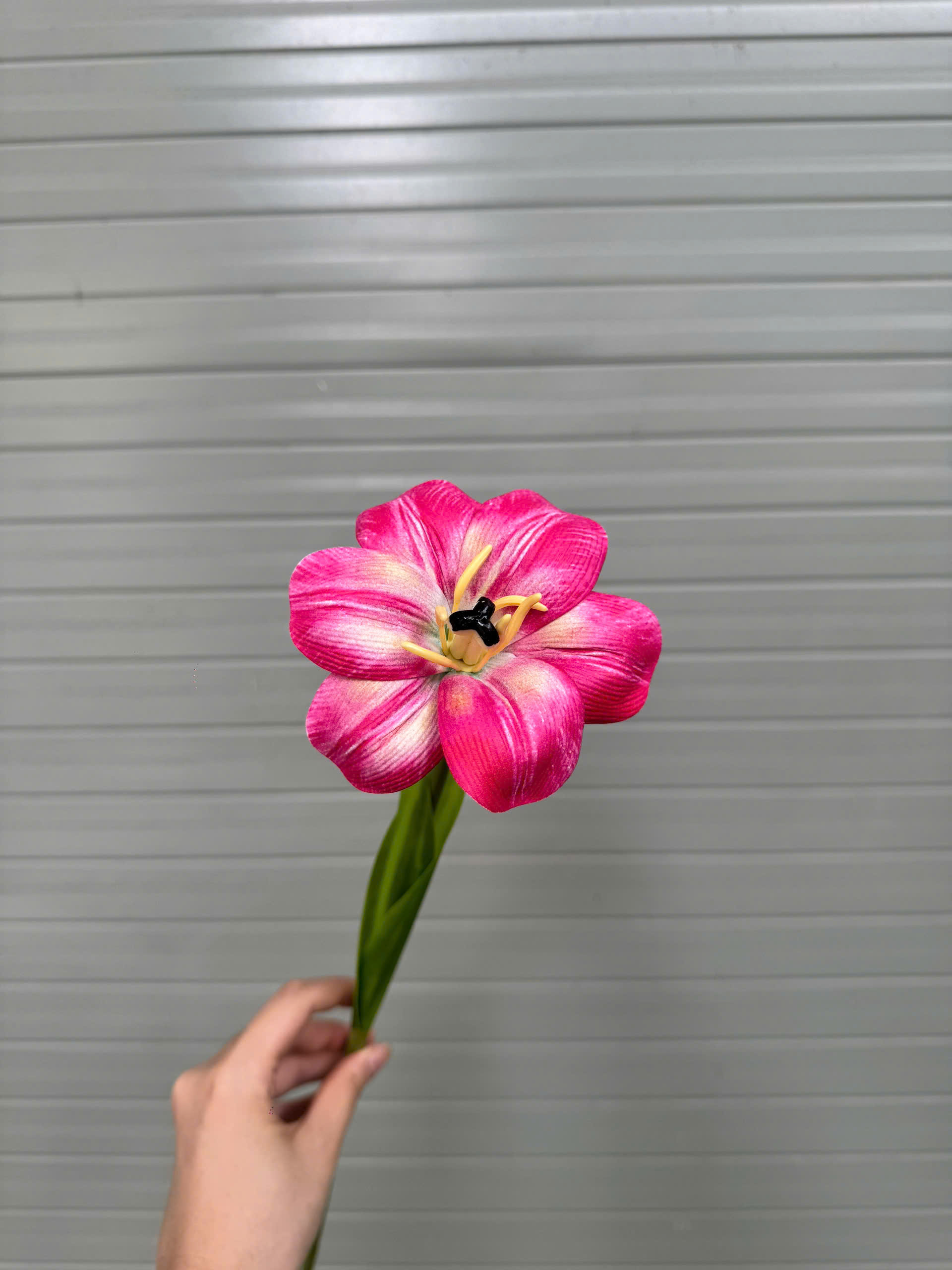 TULIP NỞ 17K_thumbnail_6