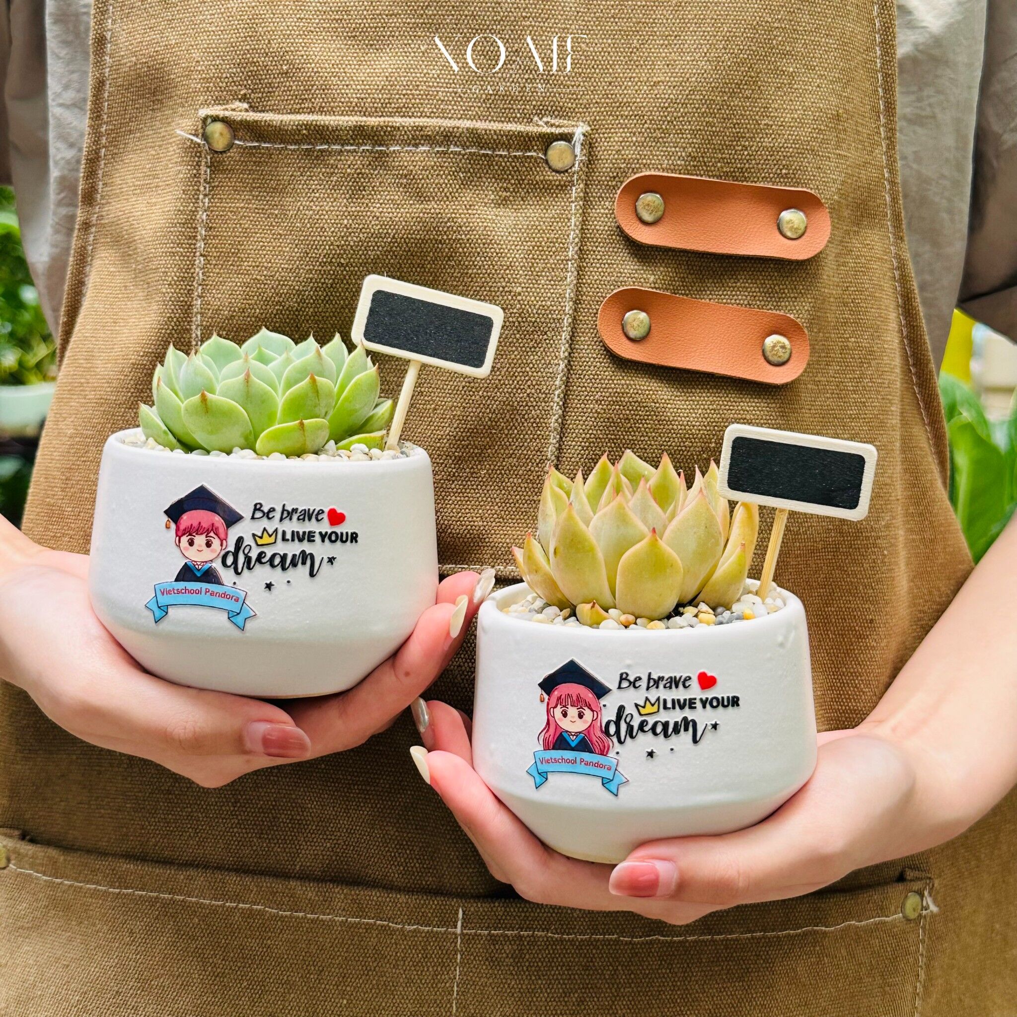 SET QUÀ TẶNG CÂY SEN ĐÁ _thumbnail_7