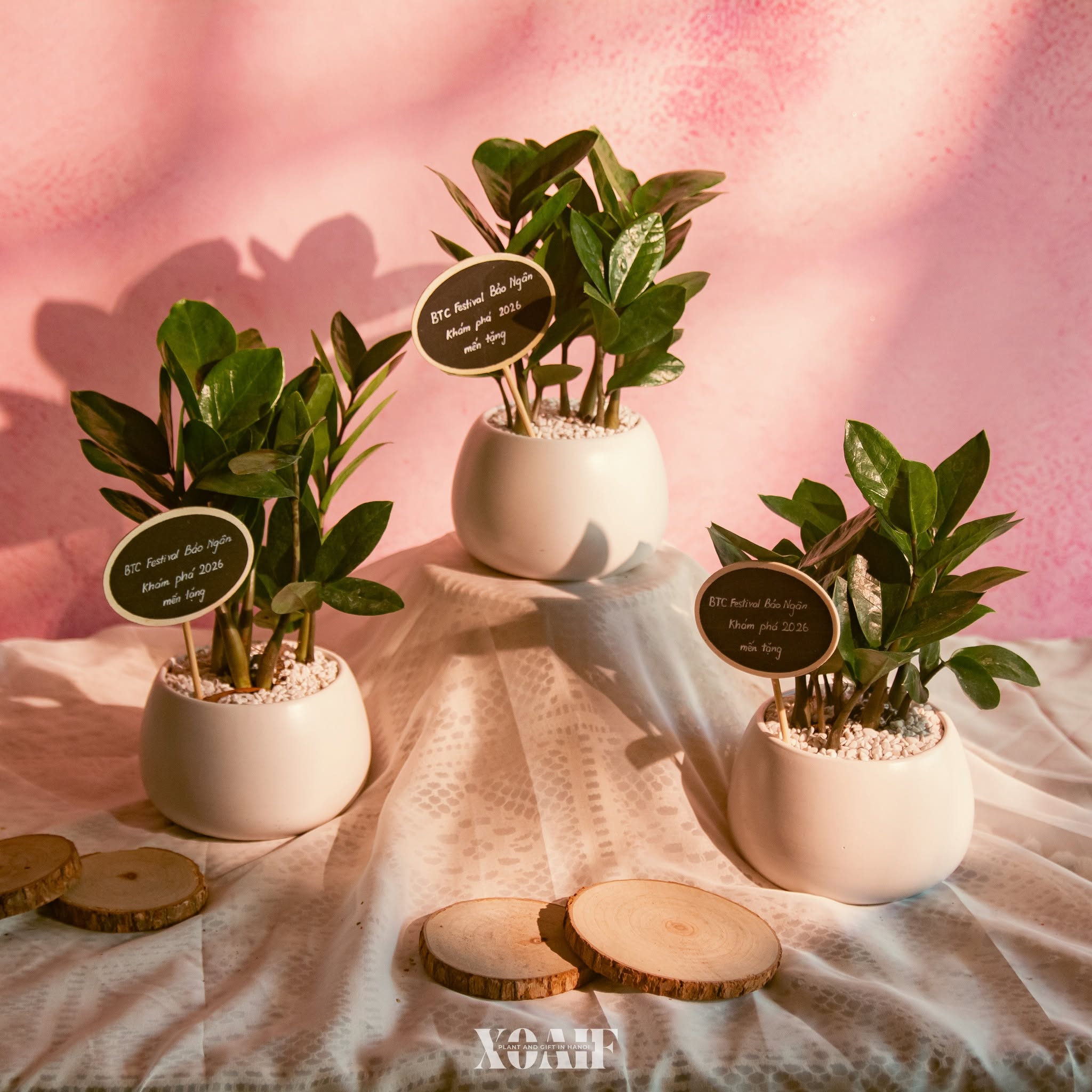 SET CÂY KIM TIỀN CHẬU SỨ_thumbnail_1