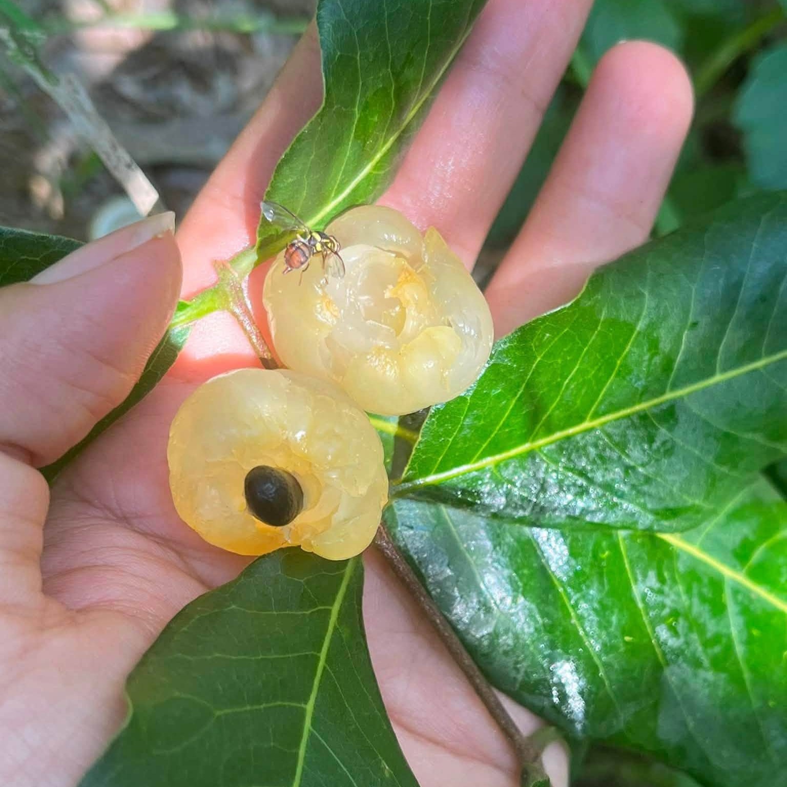 Nhãn Bắp Cải