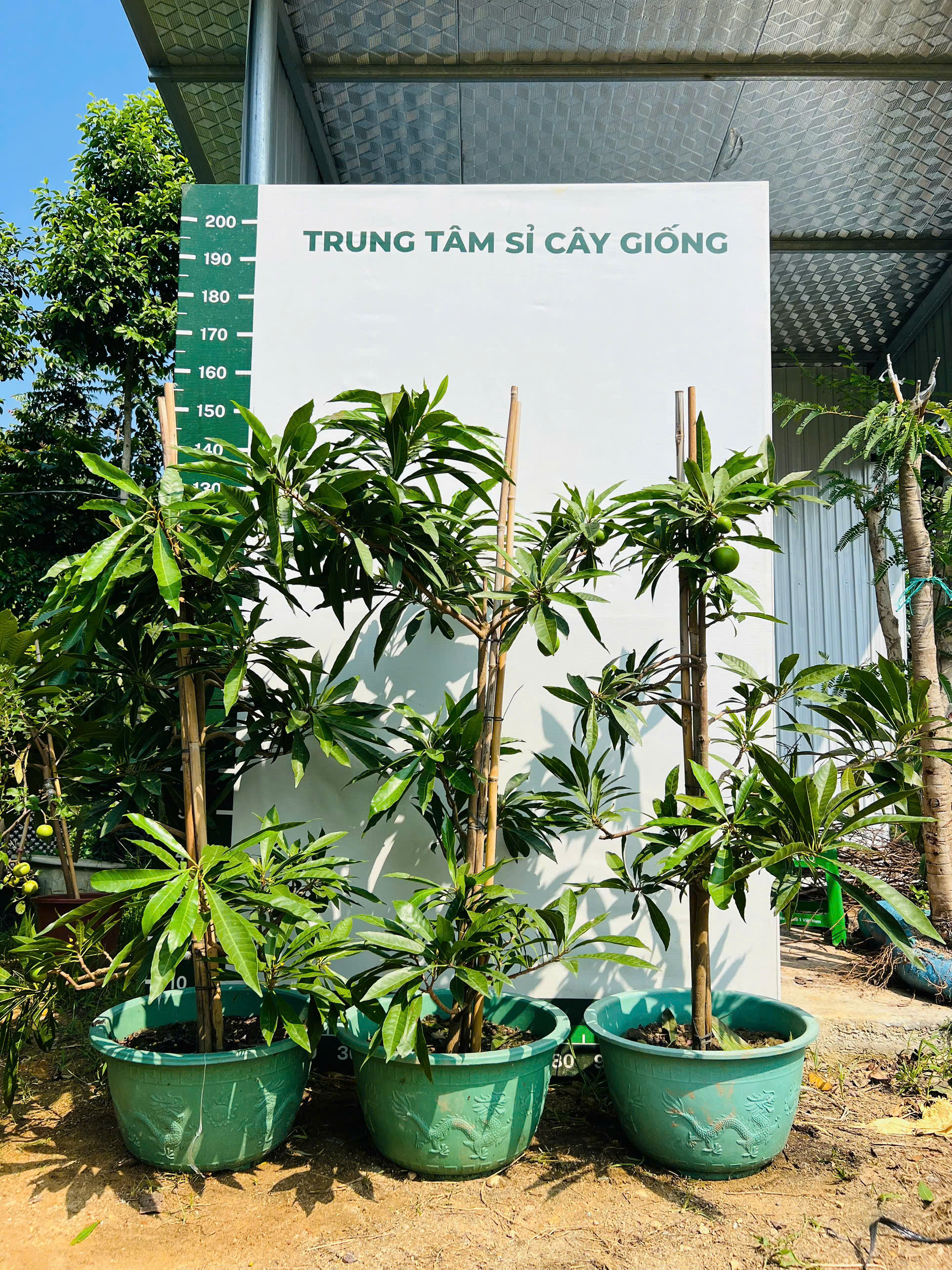 Trứng gà tứ quý cao 1.5-1.7m PT167 CALATA_thumbnail_6