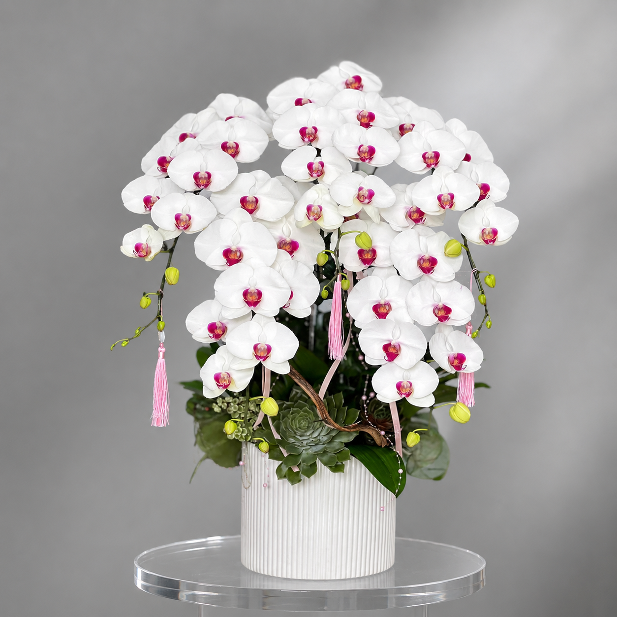 🌸 Chậu Lan Hồ Điệp Tươi 5 Cành Trắng Lưỡi Đỏ – Vẻ Đẹp Tinh Khôi, Thanh Lịch Và Phú Quý