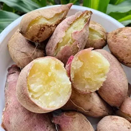 Khoai Sữa Việt Nam_thumbnail_3