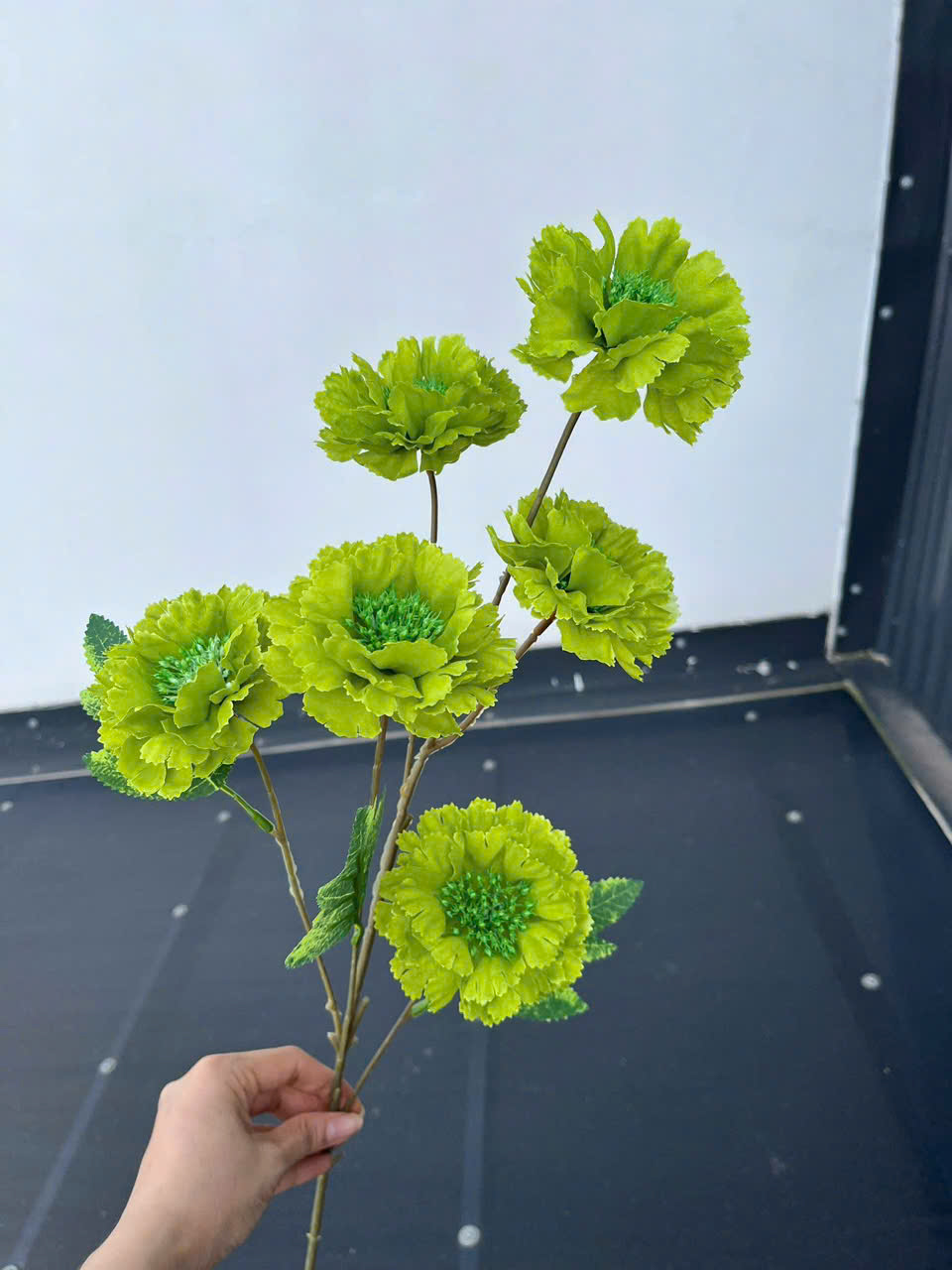 Cẩm chướng 6 b 11 k