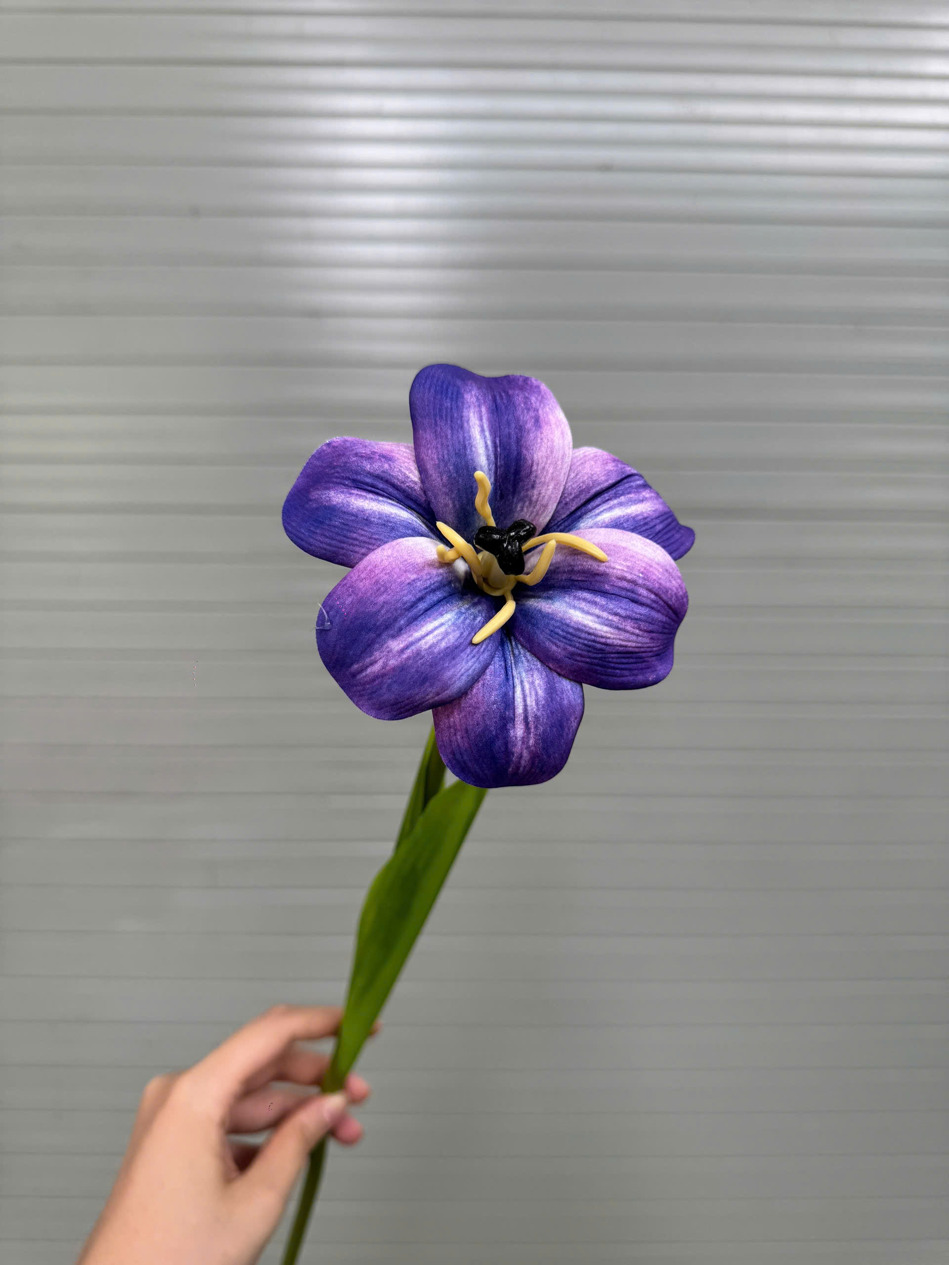 TULIP NỞ 17K_thumbnail_12