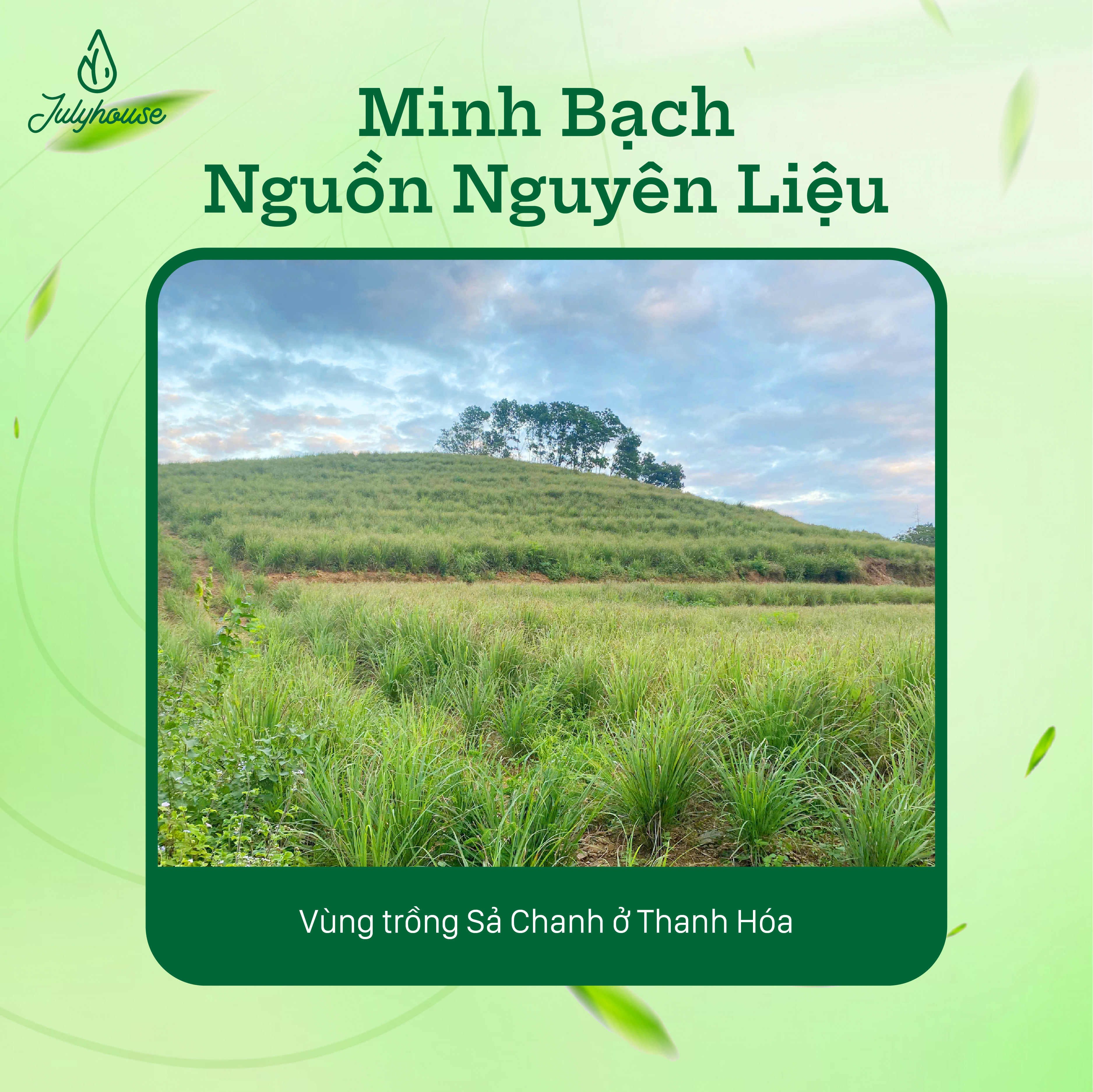 Tinh dầu Sả Chanh Thanh Hóa 10ml Julyhouse_thumbnail_2