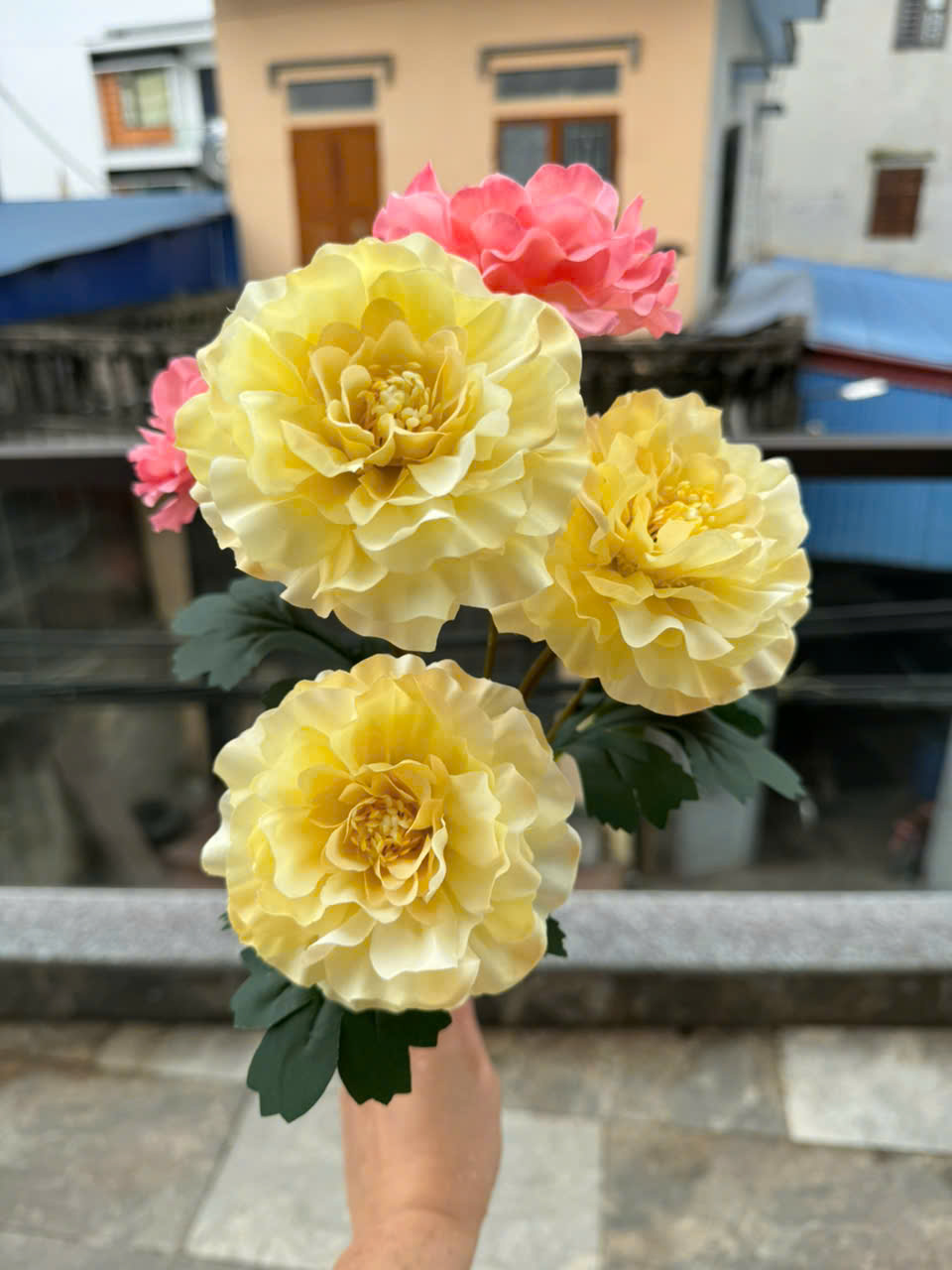 Cúc Thái 3b - 9k