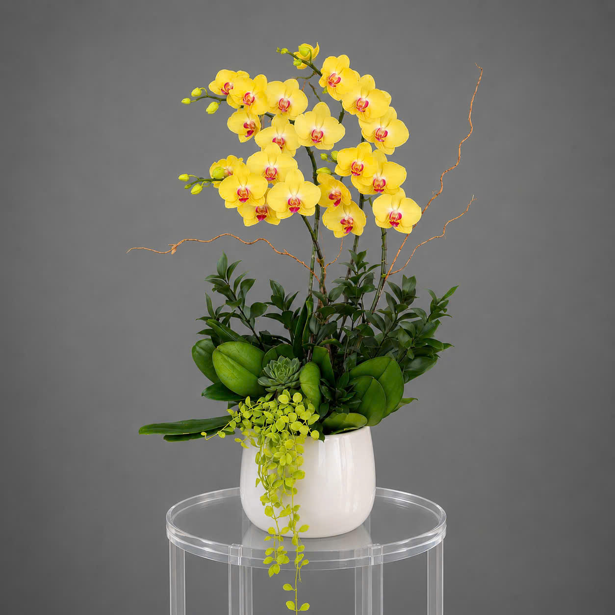🌼 Chậu Lan Hồ Điệp Tươi 4 Cành Vàng – Rực Rỡ Tài Lộc, Khởi Đầu Thịnh Vượng