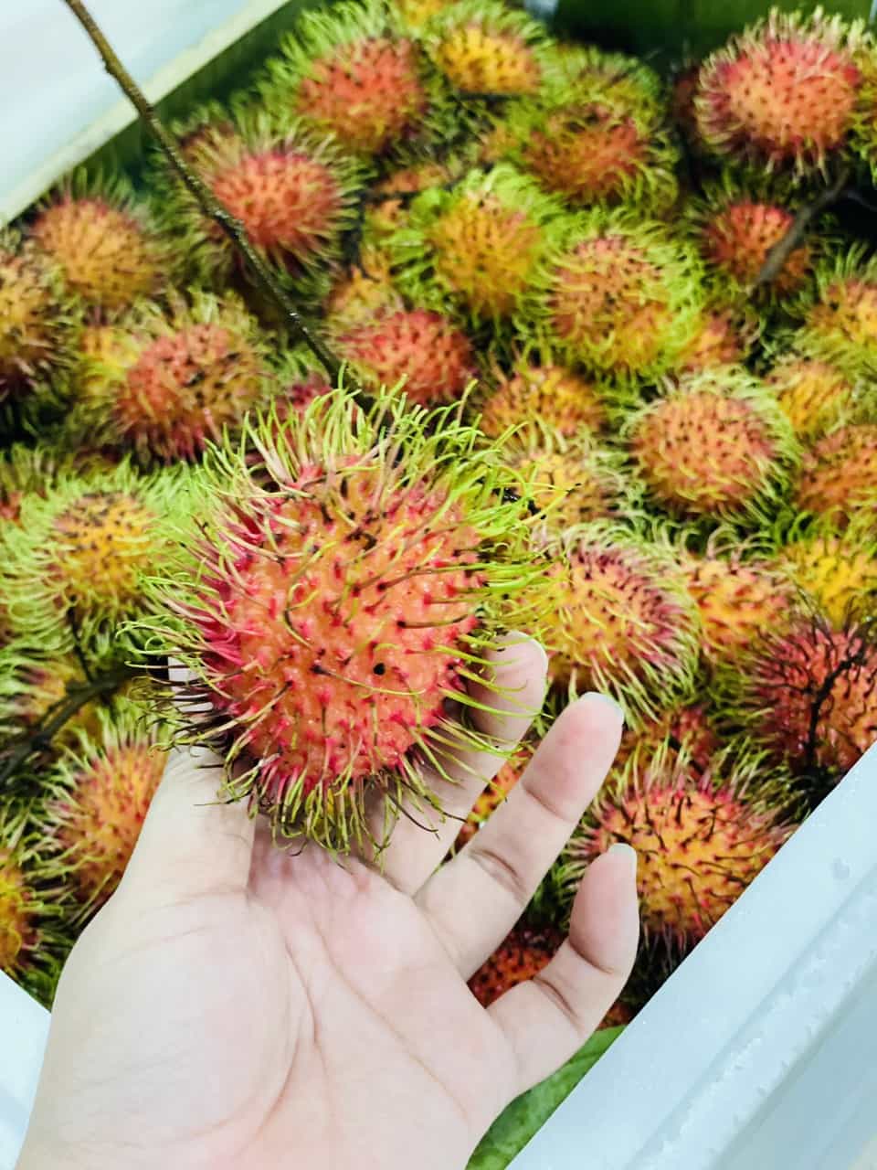 Chôm chôm Thái_thumbnail_2