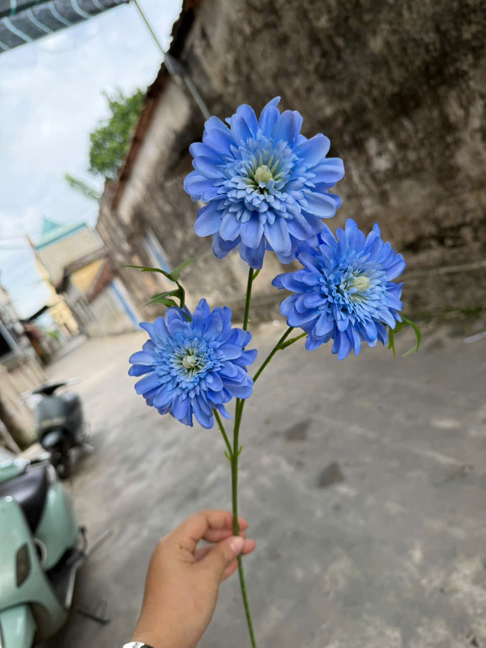 Cúc dược 3bông 18,5k_thumbnail_6