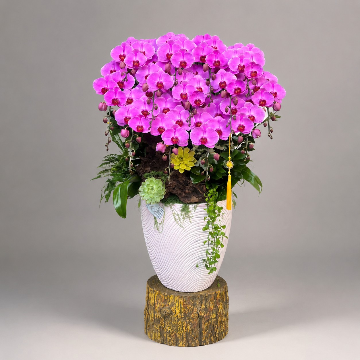 🌸 Chậu Lan Hồ Điệp Tươi 13 Cành Tím Hồng – Vẻ Đẹp Đẳng Cấp, Khẳng Định Vị Thế Thành Công