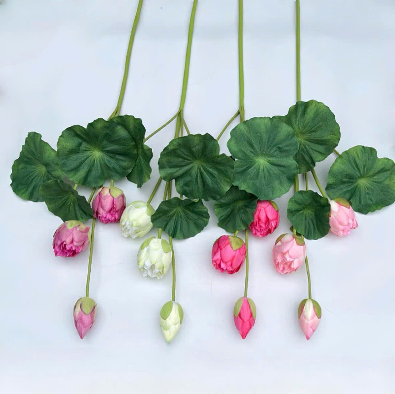 Sen búp dài đủ màu giá 65k