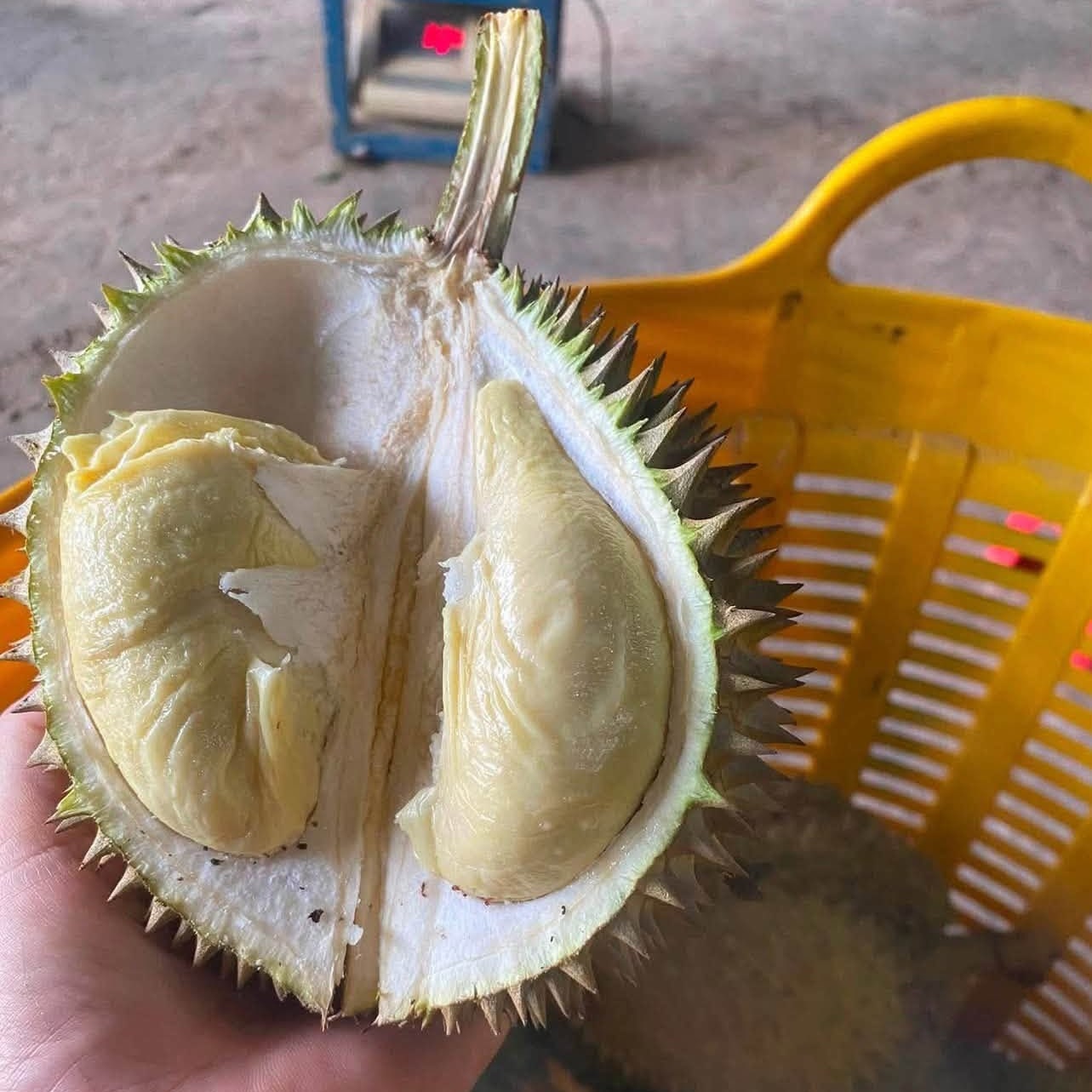 Sầu Riêng Hạt Rụng Chín Cây