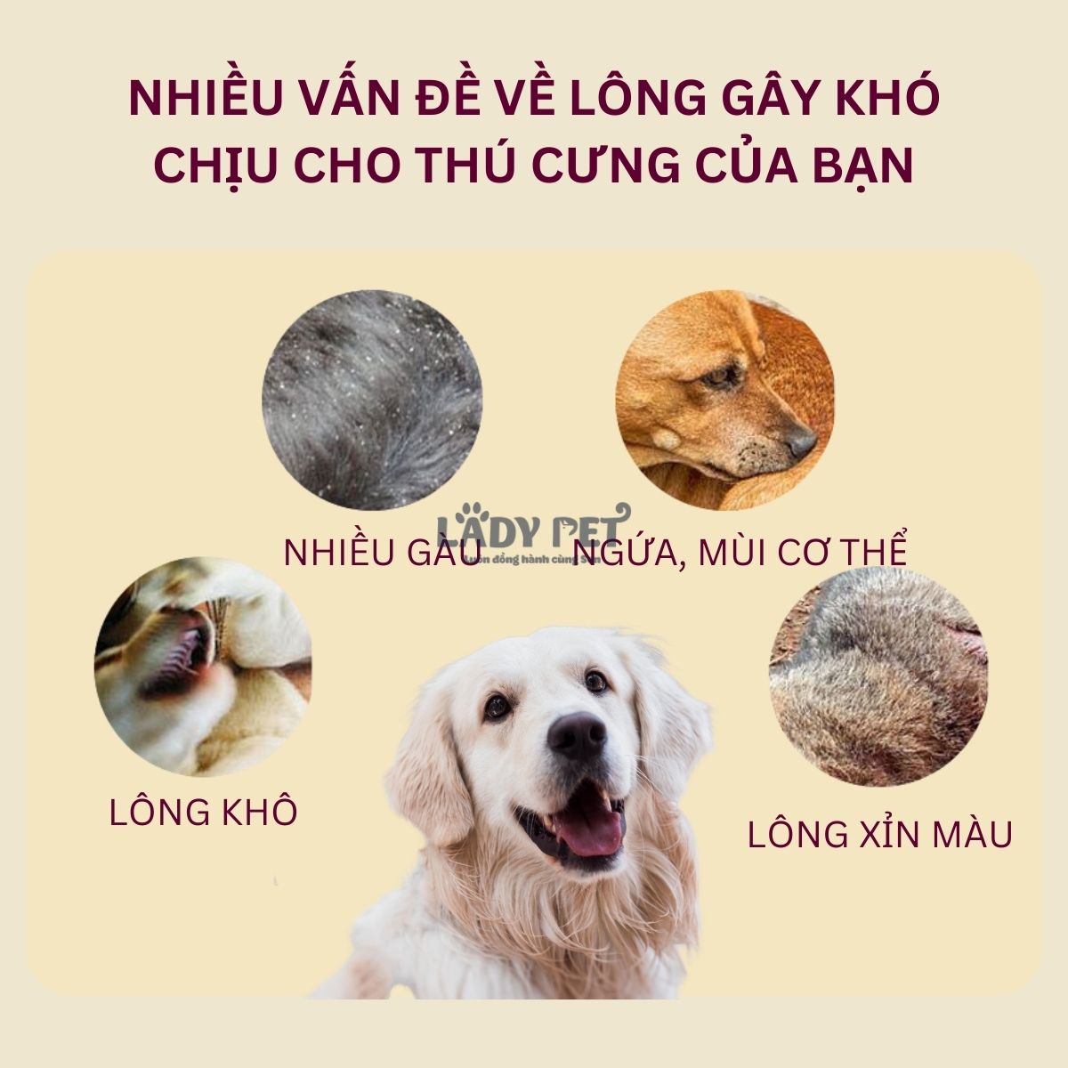 Tinh dầu dưỡng lông Showqueen_thumbnail_2