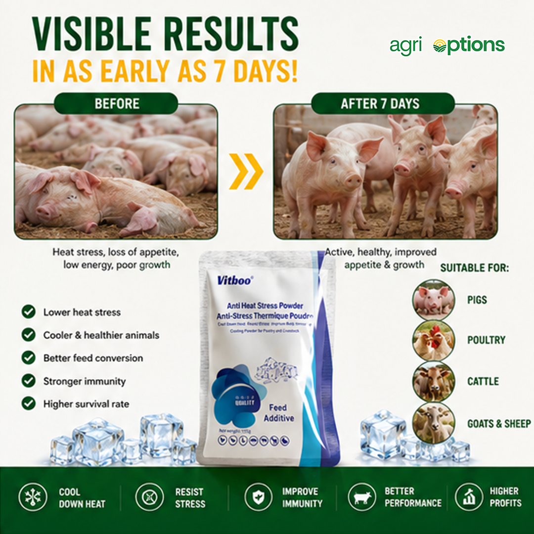 Vitboo Anti Heat Stress Powder_thumbnail_7