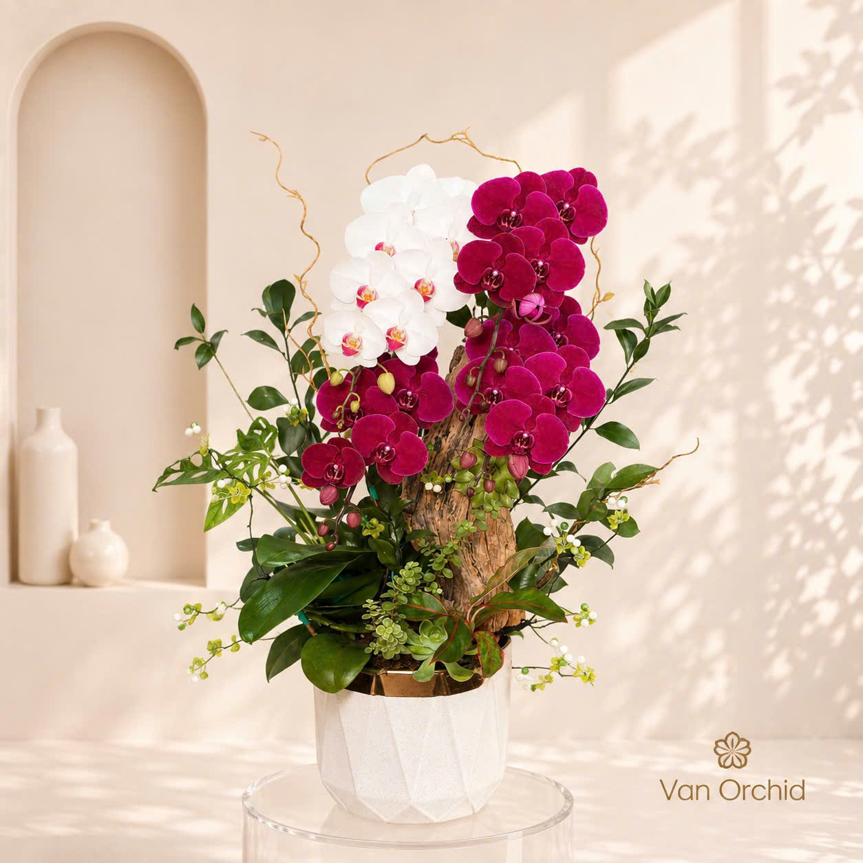 🌸Chậu Lan Hồ Điệp Ghép Gỗ Lũa Nghệ Thuật 4 Cây (Đỏ Cherry & Trắng) – Kiệt Tác Phong Thủy Tôn Vinh Đẳng Cấp Không Gian