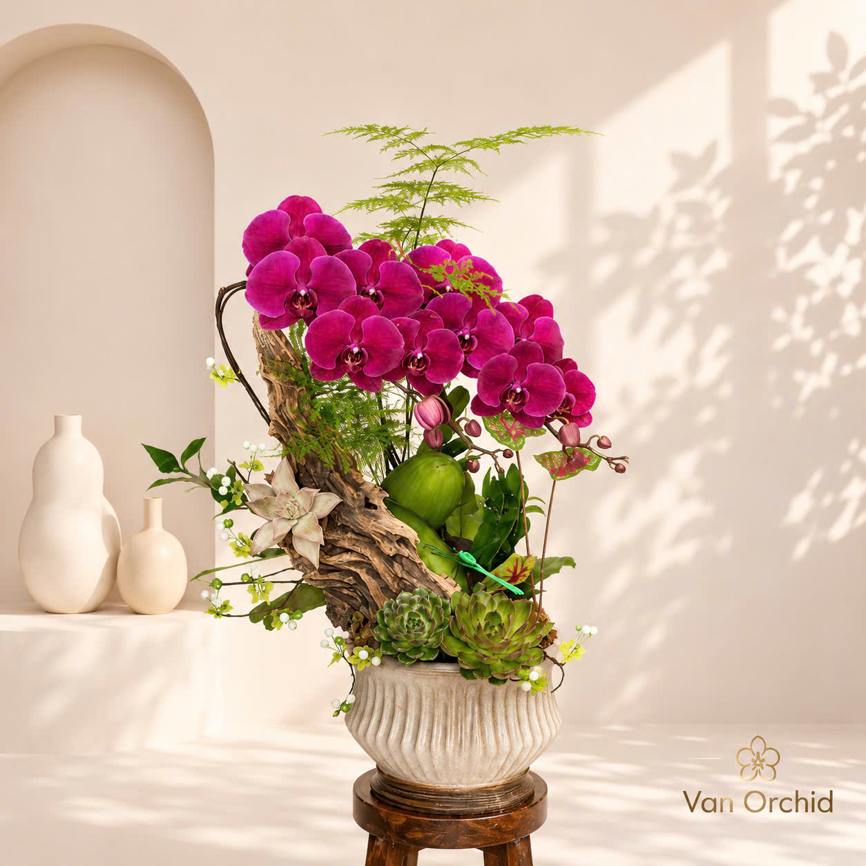 ✨Chậu Lan Hồ Điệp Tươi 2 Cành Đỏ Ghép Lũa Nghệ Thuật – Vẻ Đẹp Độc Bản, Đậm Chất Thiền