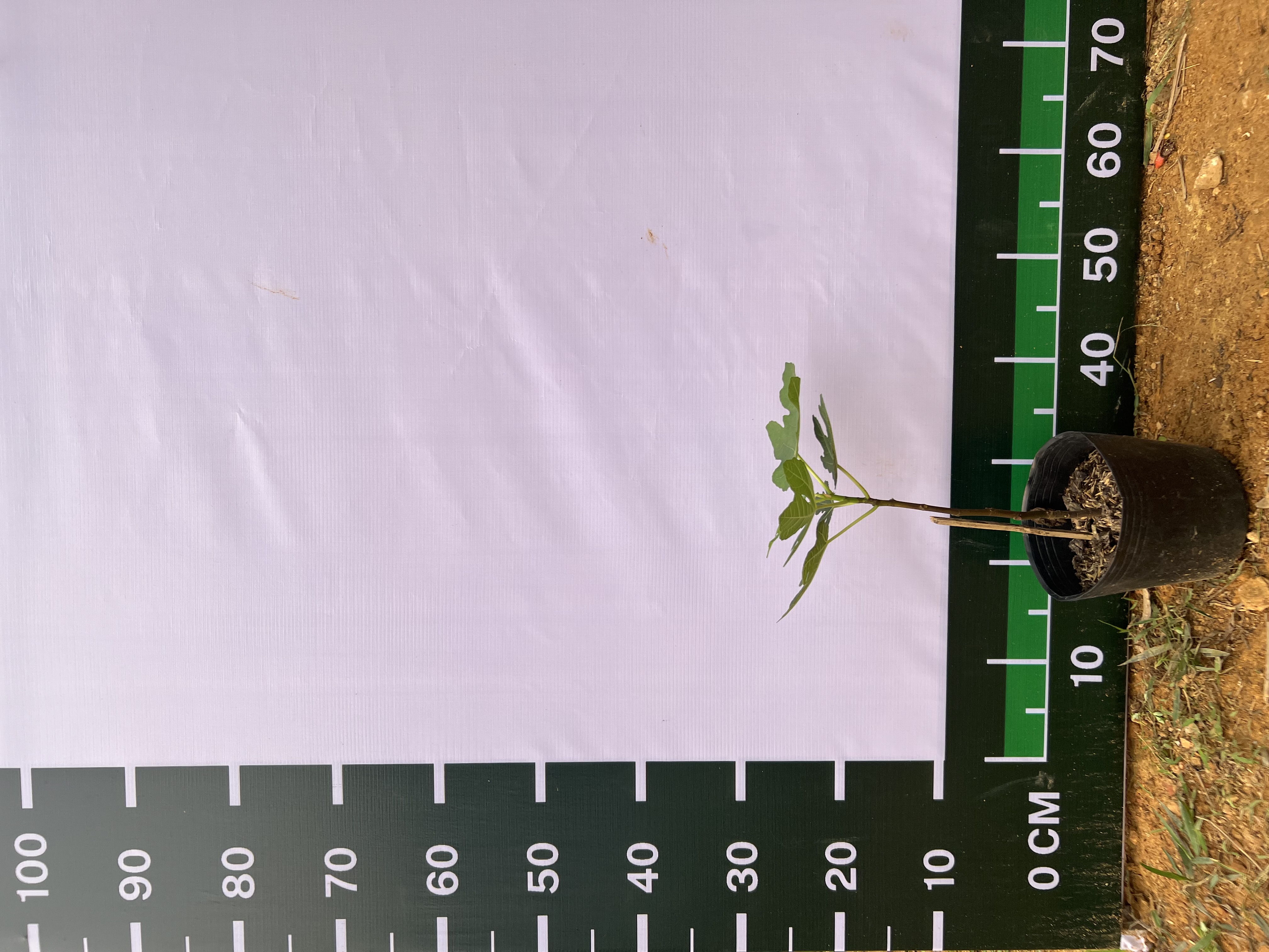 [SIÊU SALE] Sung Mỹ tím cao 20-30cm PT27 CALATA